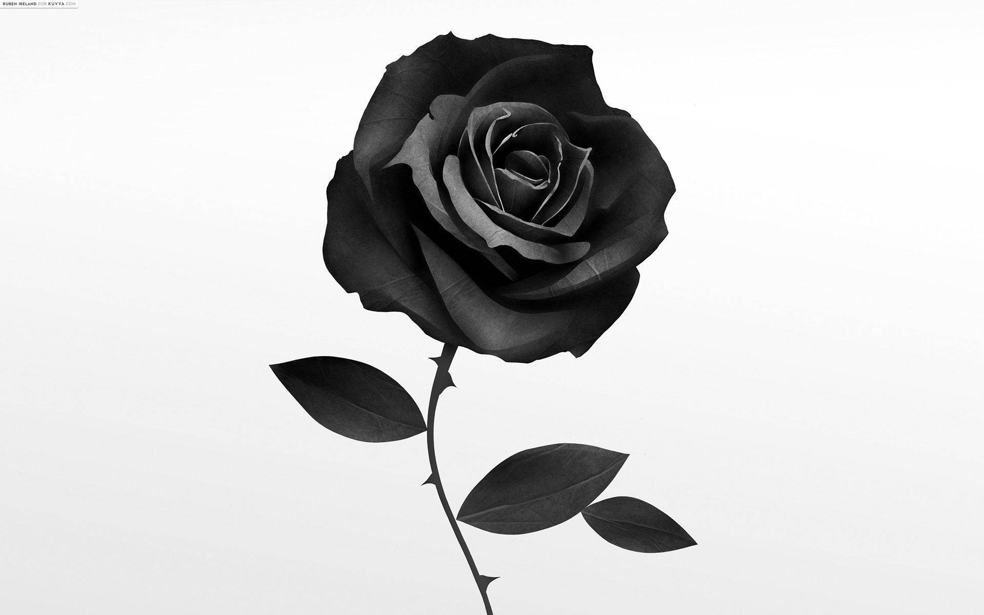 Black Rose, white background, detailed petals, Full HD Desktop Wallpaper
