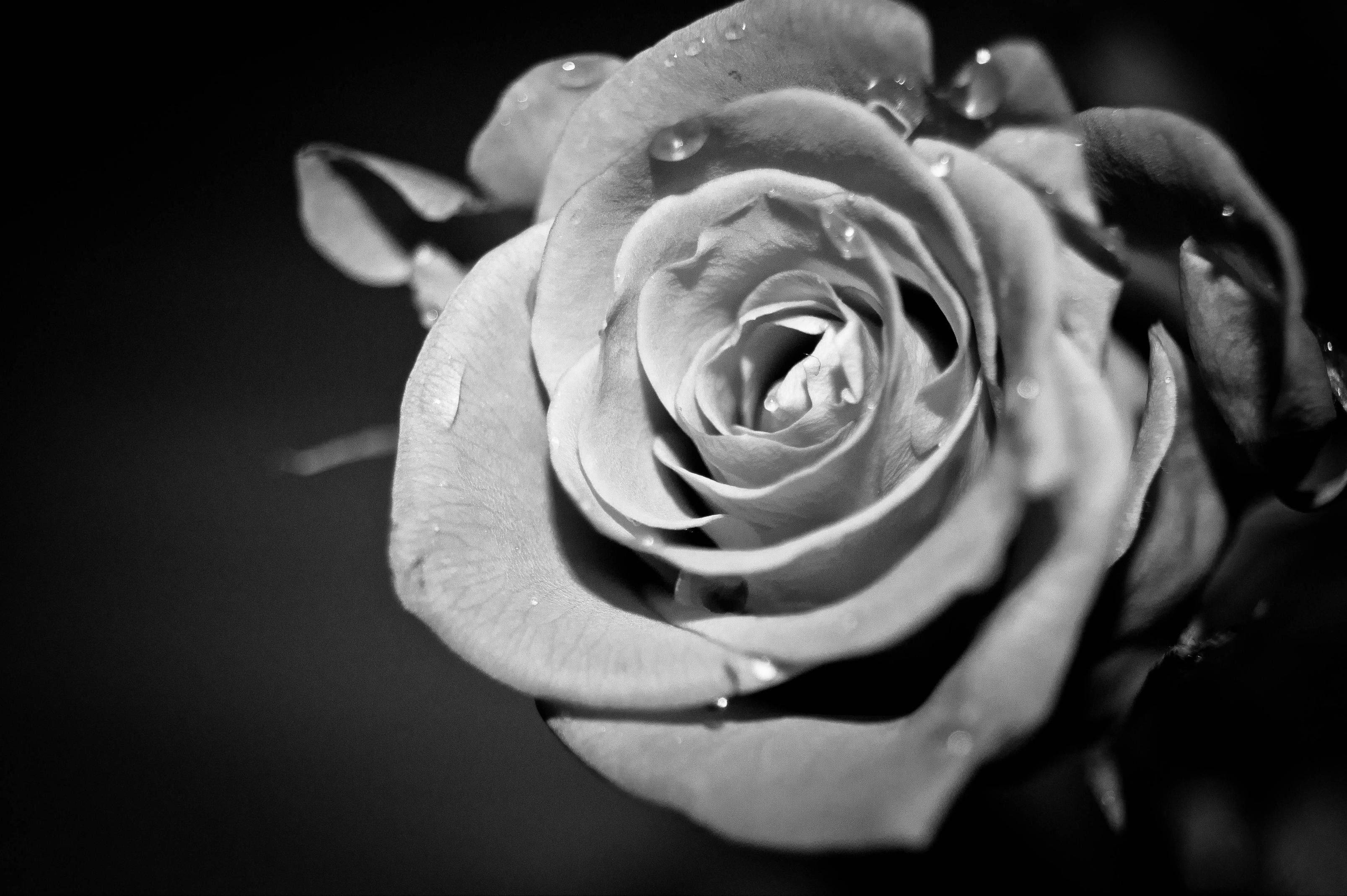 black and white rose, monochrome, glistening water droplets, 2K Desktop Wallpaper