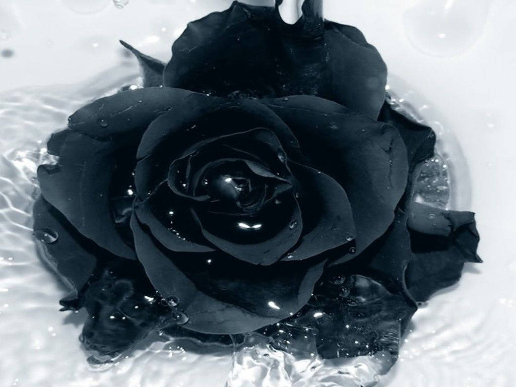 Black And White Rose, glossy black rose, rippling water, SD Desktop Wallpaper