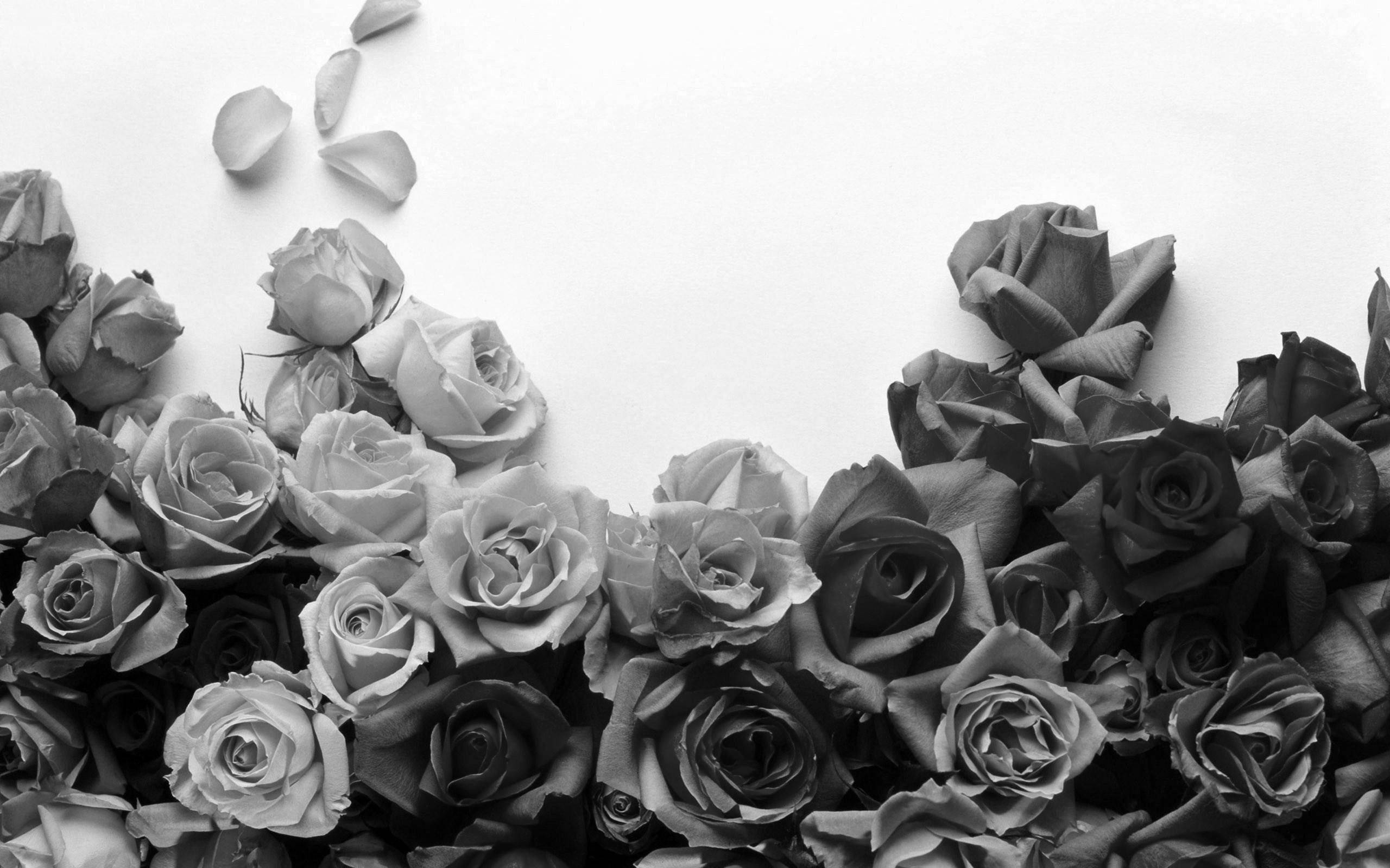 Black And White Cluster Of Rose Flowers, monochrome arrangement, varying shades of gray, 2K Desktop Wallpaper