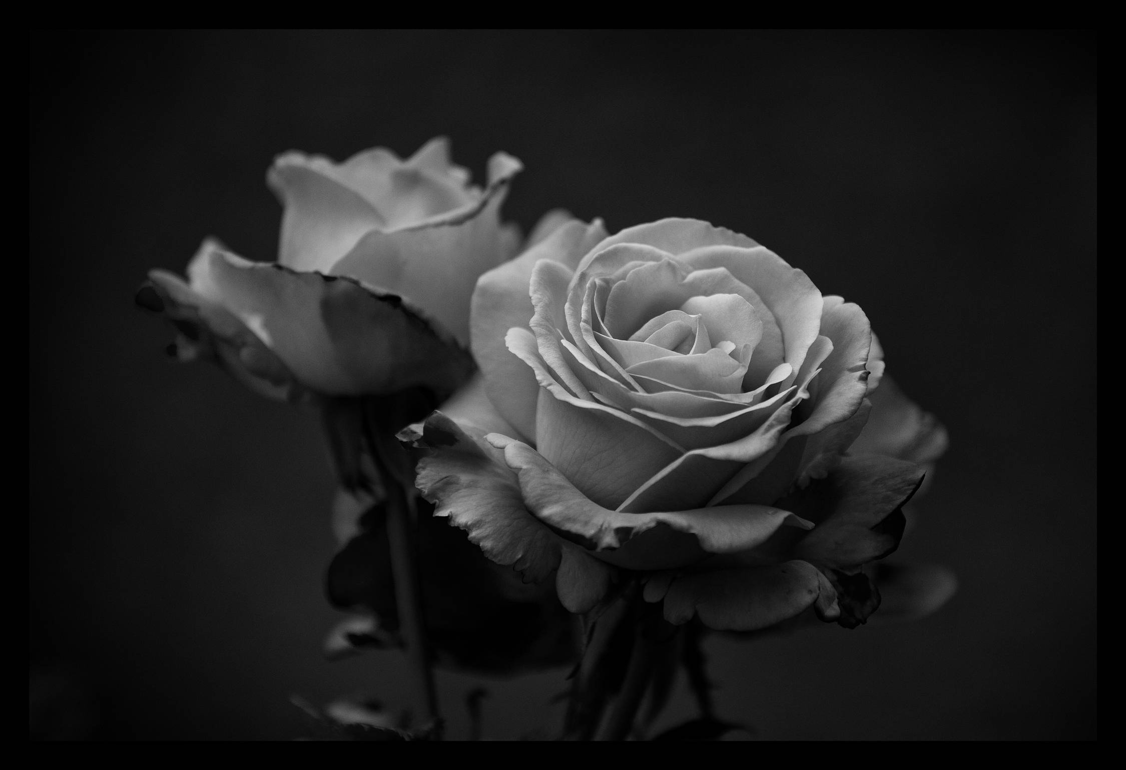 Black And White Rose, monochrome bloom, dark backdrop, Full HD Desktop Wallpaper