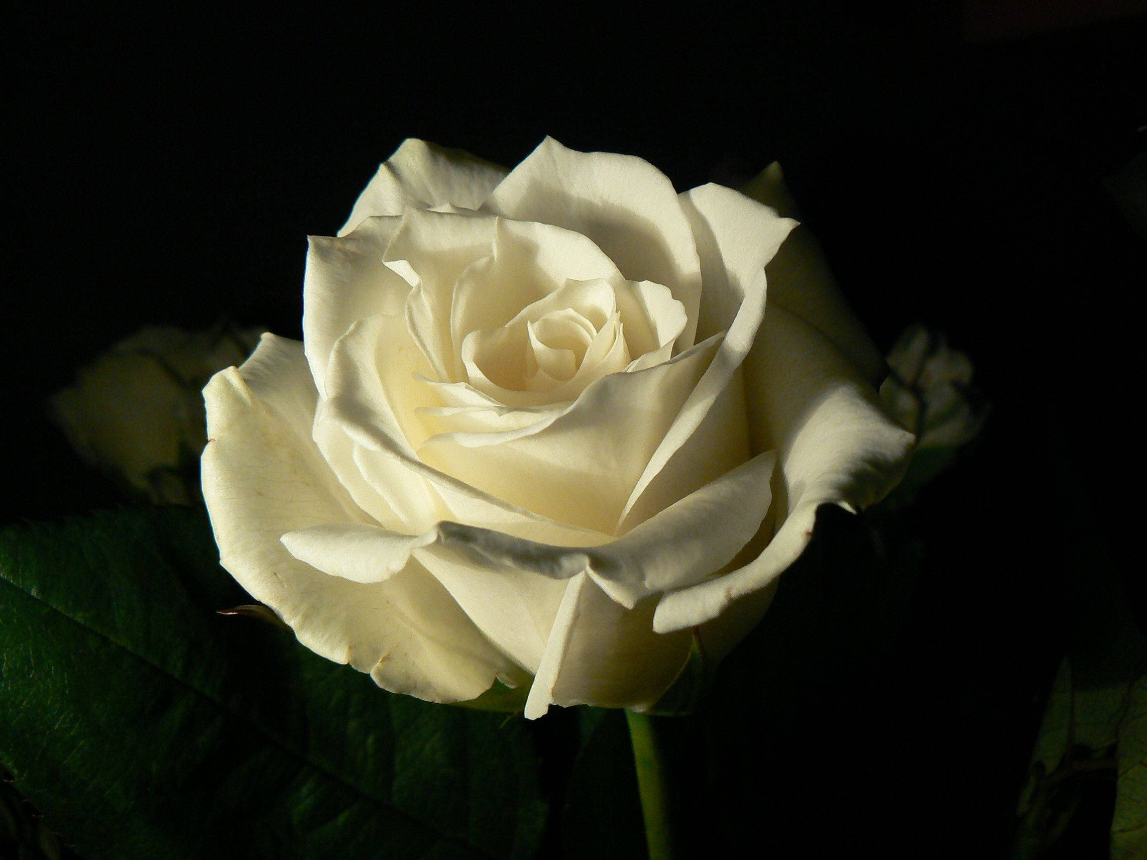creamy white rose, deep black background, dramatic lighting, Full HD Desktop Wallpaper