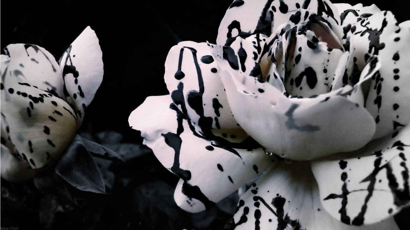 Hybrid Black And White Rose Flowers, white roses, black paint splatters, HD Desktop Wallpaper