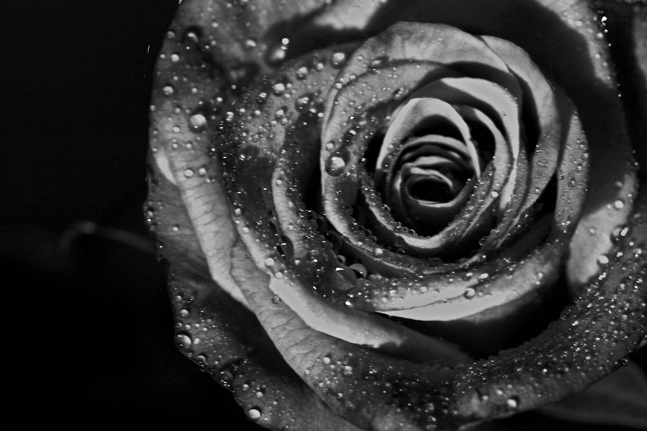 Black And White Rose, dewdrops, layered petals, Full HD Desktop Wallpaper