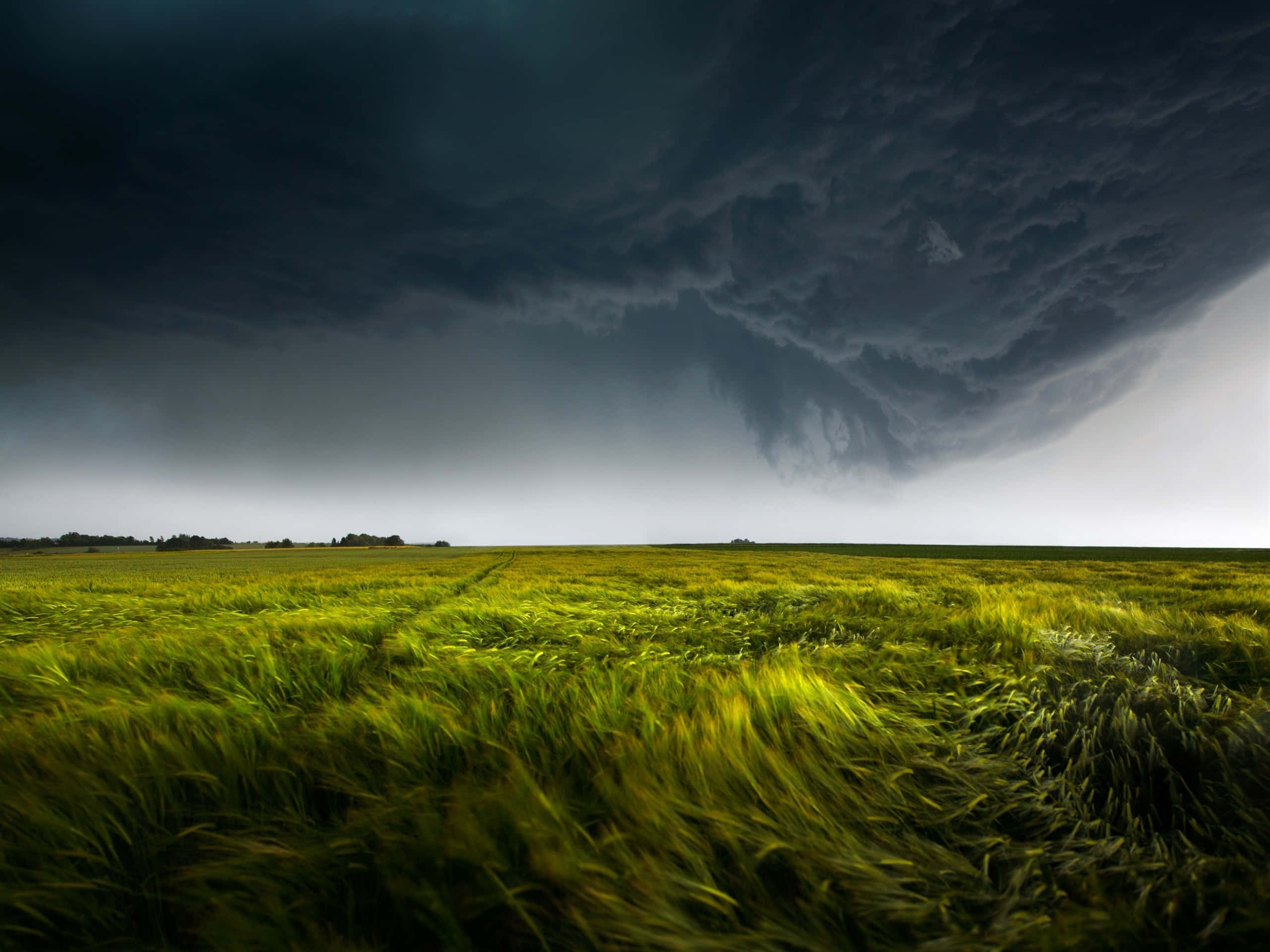 Dark Storm, wheat field, massive dark storm cloud, 2K Desktop Wallpaper