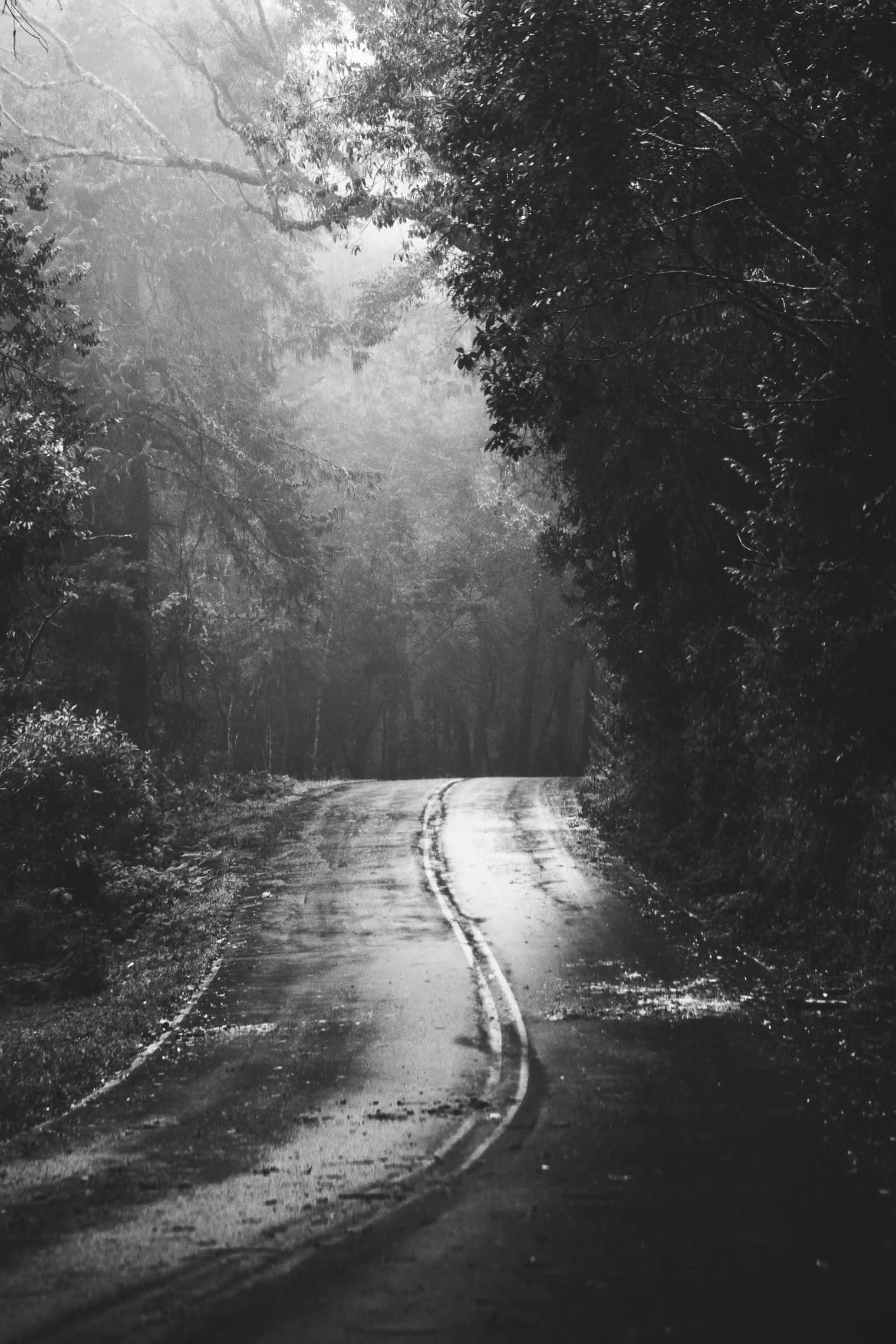 black and white urban streetscape, winding wet road, dense forest, Full HD Phone Wallpaper