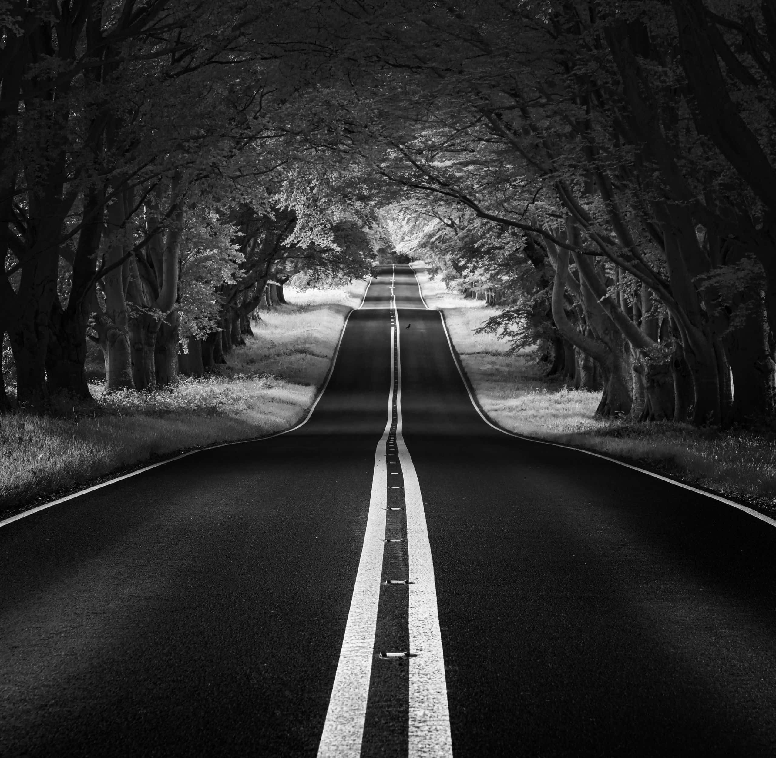 Black And White Street, straight road, dense trees, Full HD Desktop Wallpaper