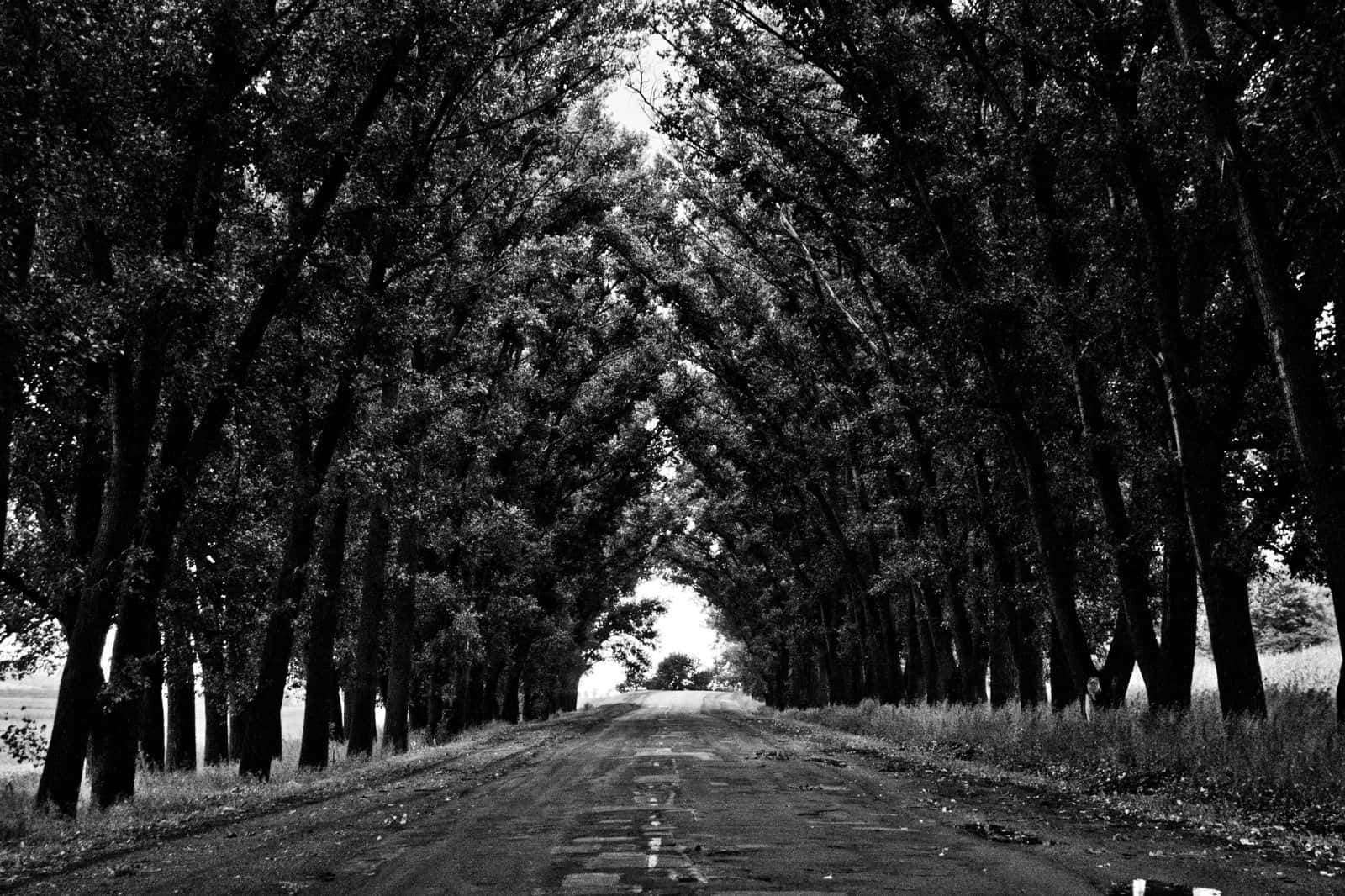 black and white street, dirt road, tall trees, HD Desktop Wallpaper
