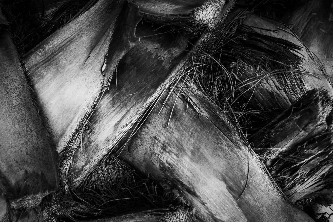 black and white, weathered palm frond textures, deep shadows, HD Desktop Wallpaper