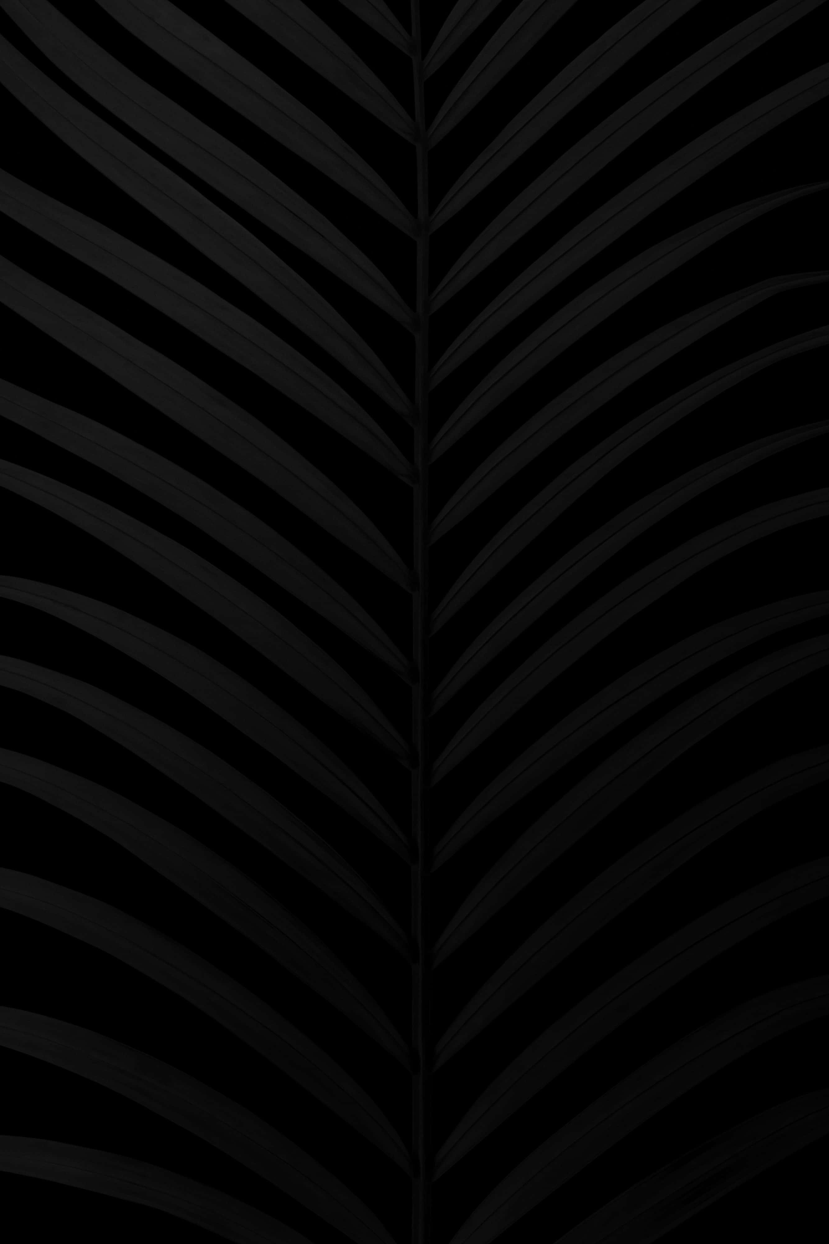 abstract black ribbed texture, palm leaf silhouette, delicate veins, 4K Phone Wallpaper