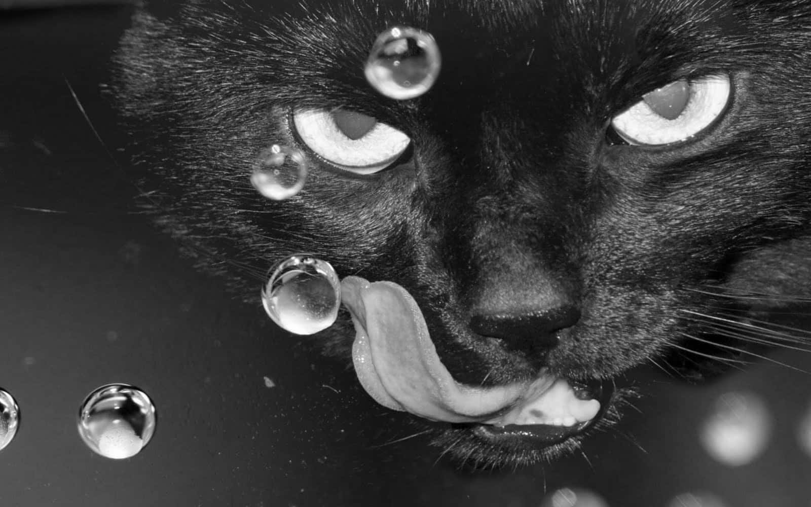 black cat, intense gaze, water, HD Desktop Wallpaper