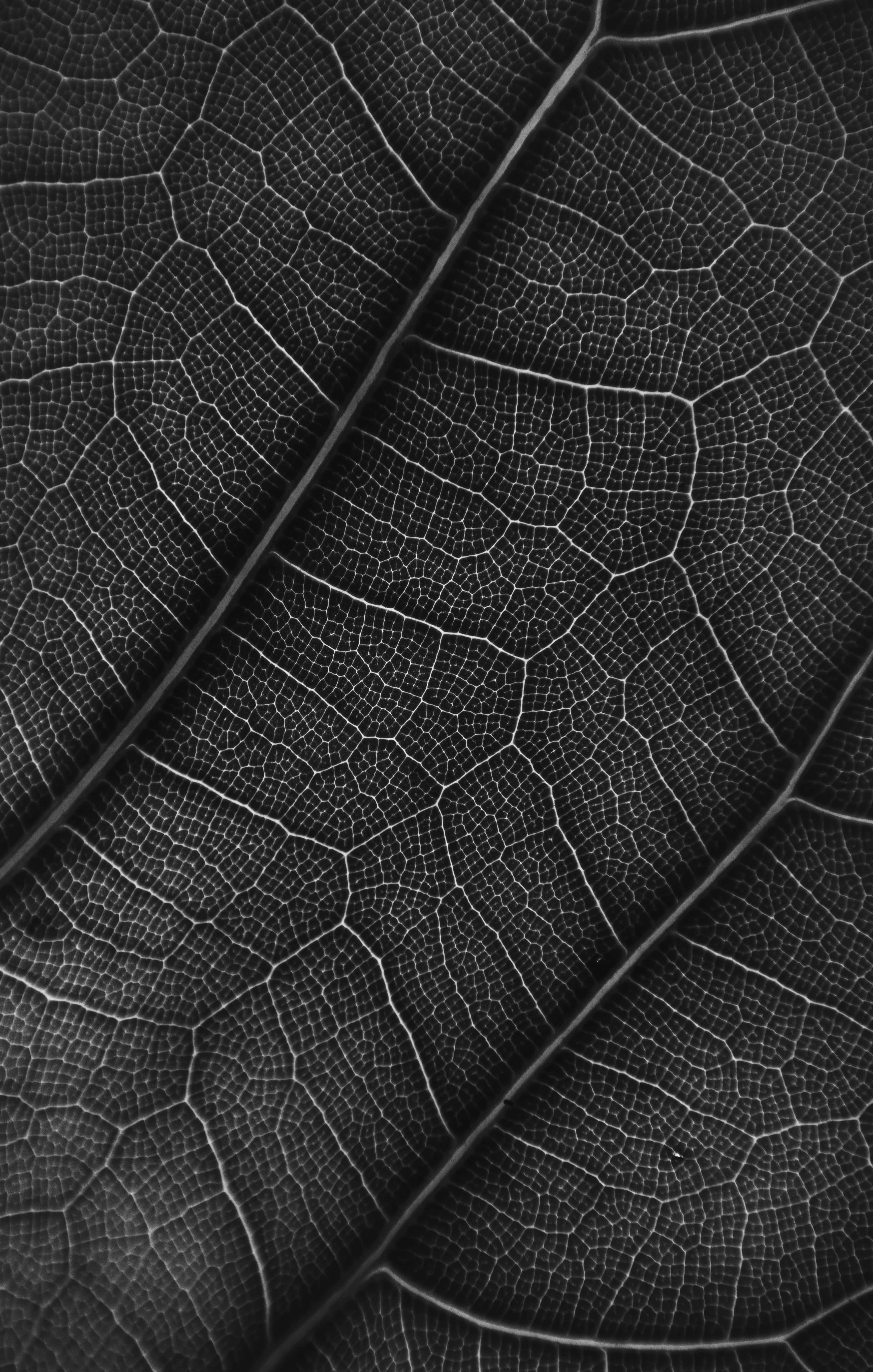 black and white texture, dried leaf, vein patterns, 5K Phone Wallpaper
