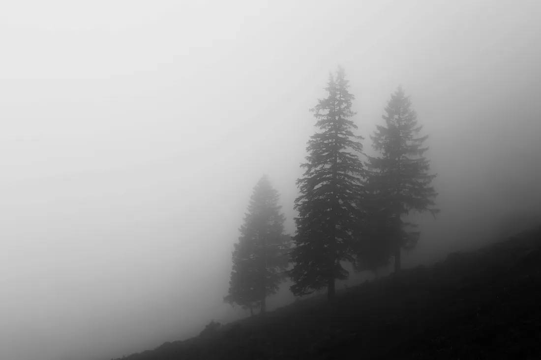 Black And White Tree