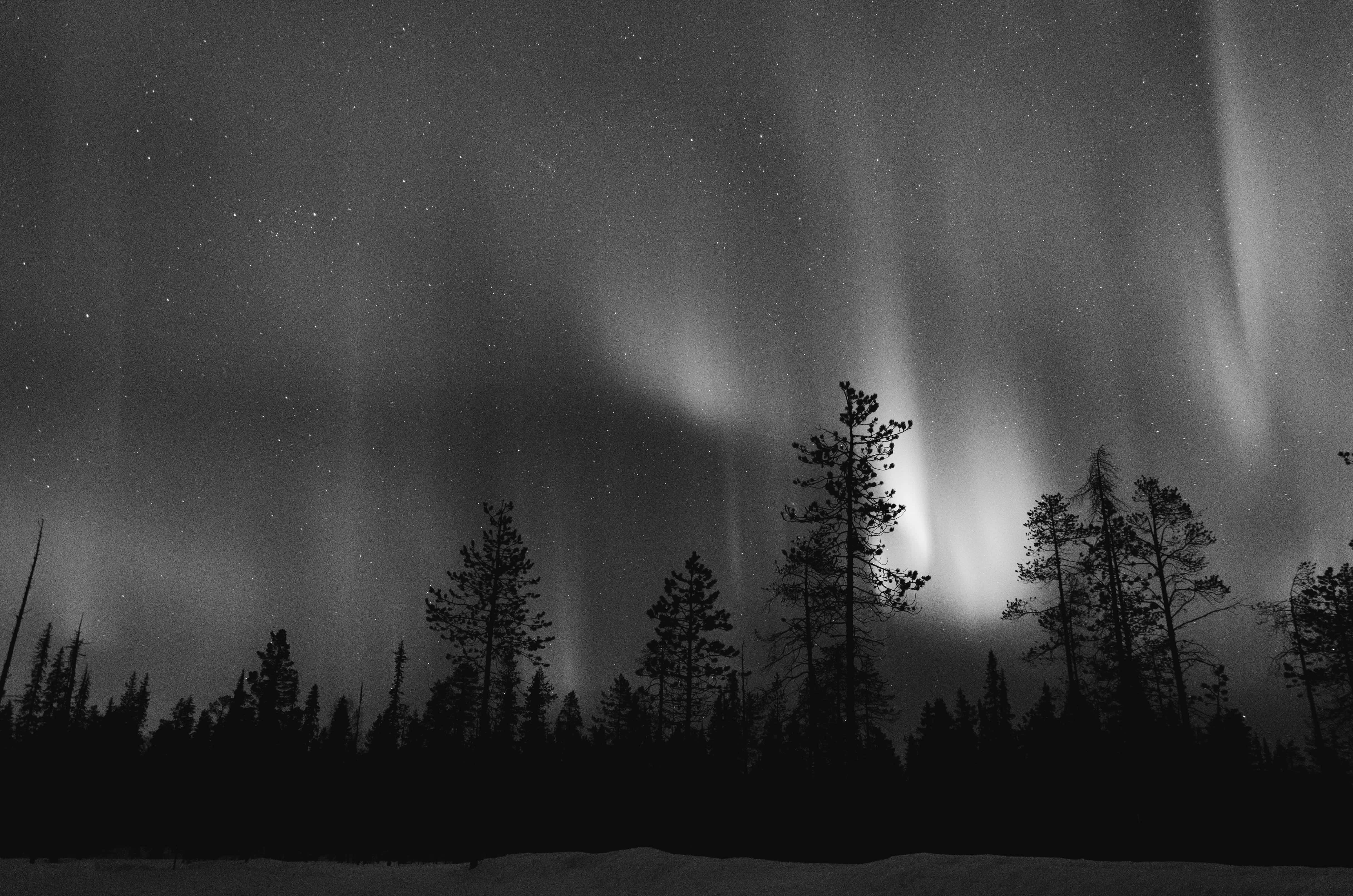 black and white tree, dancing auroras, snowy forest silhouette, 4K Desktop Wallpaper
