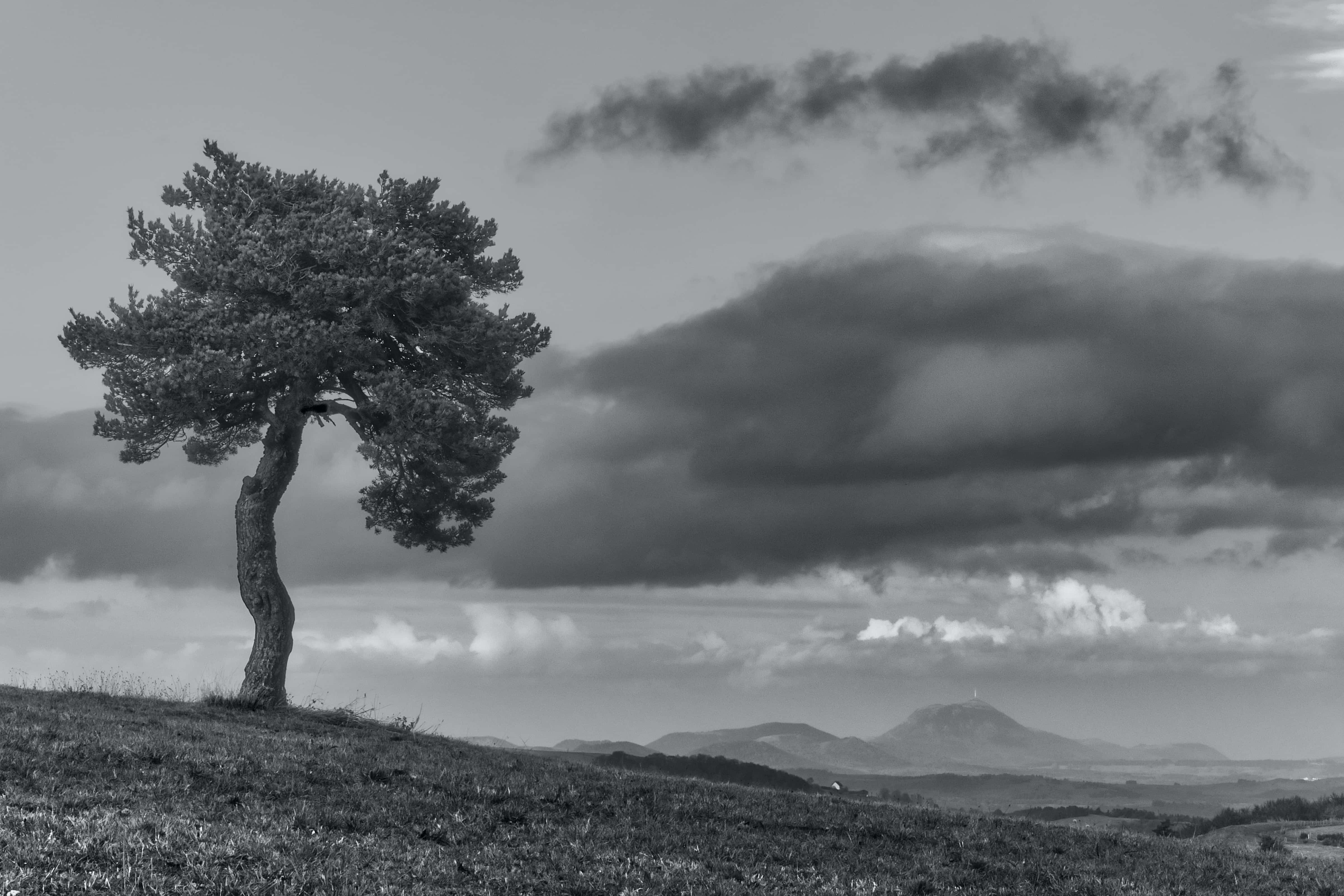 Black And White Tree, gnarled tree, grassy hill, 4K Desktop Wallpaper