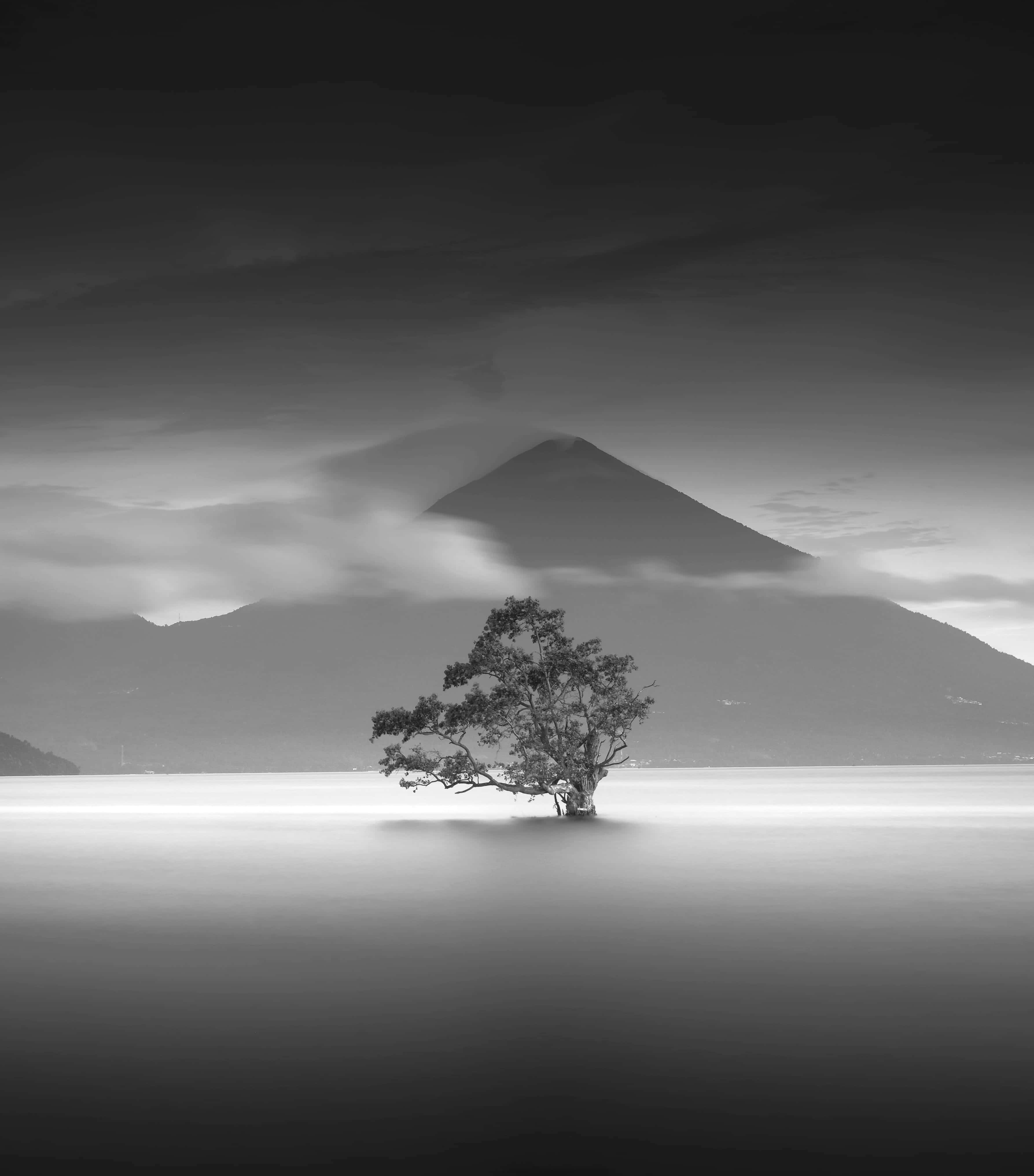 Black and White Tree, lone tree, misty water, 4K Phone Wallpaper