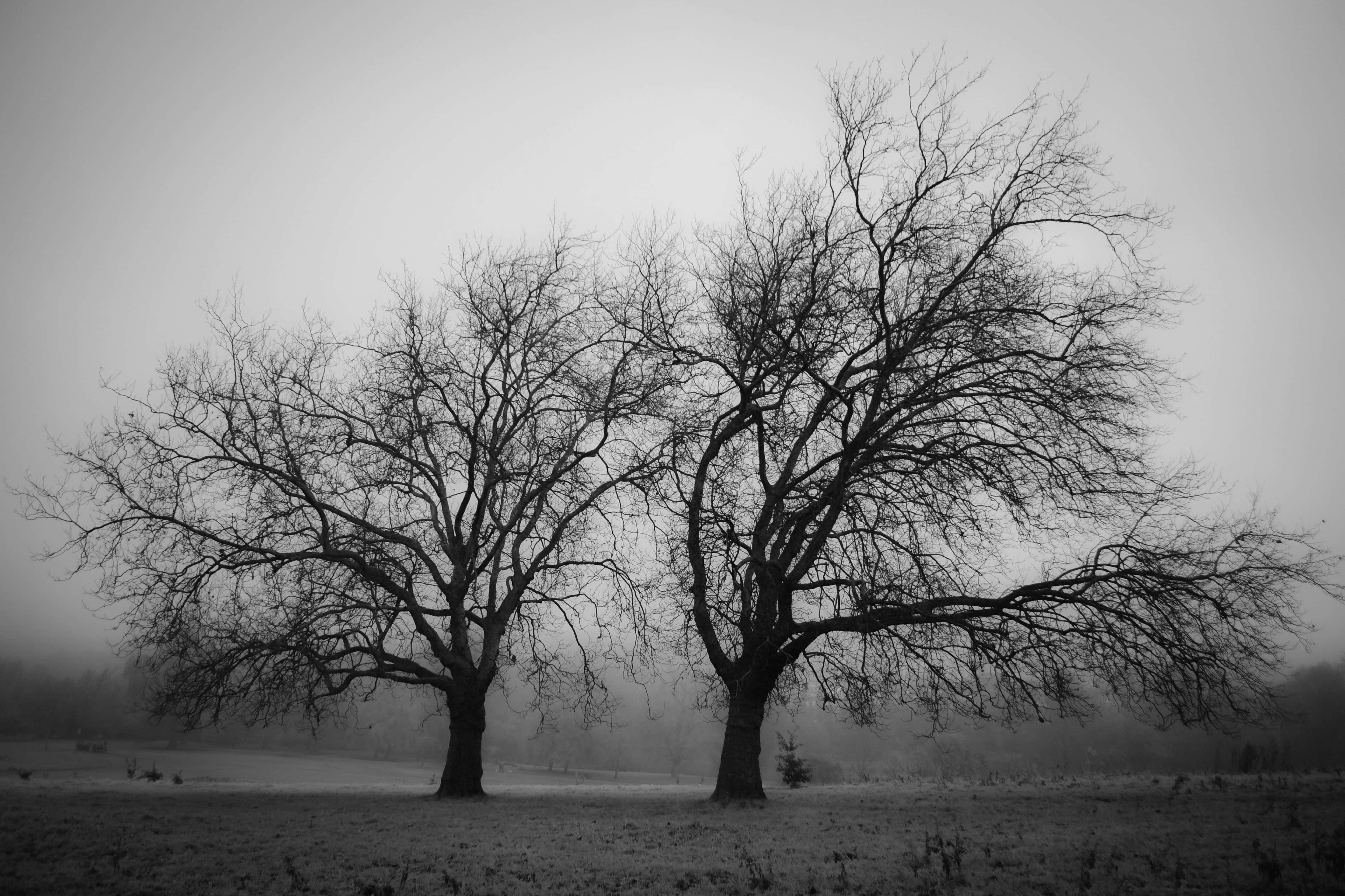 Black and White Tree, leafless trees, foggy gray sky, 4K Desktop Wallpaper