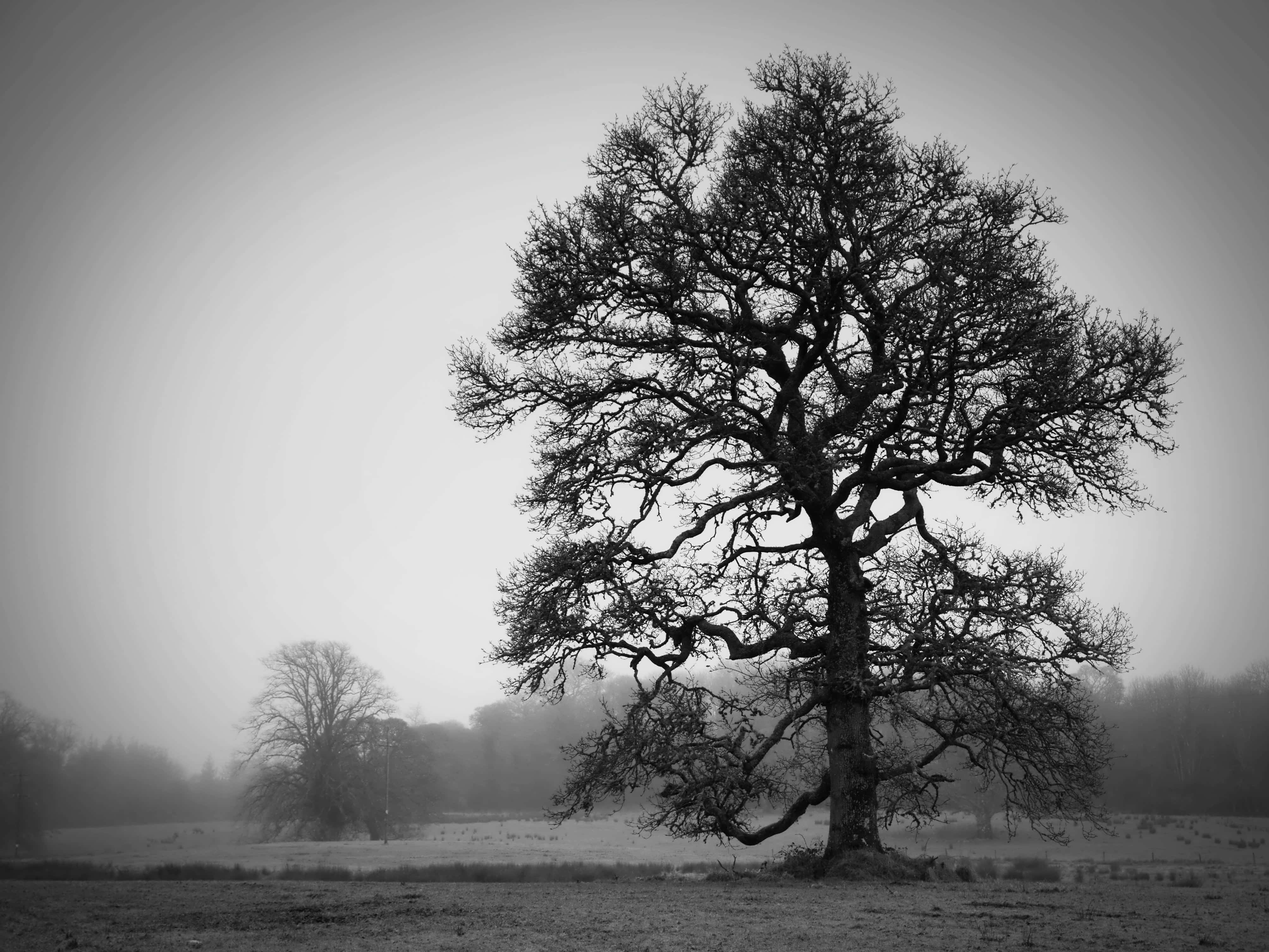 black and white tree, misty field, gray sky, 4K Desktop Wallpaper