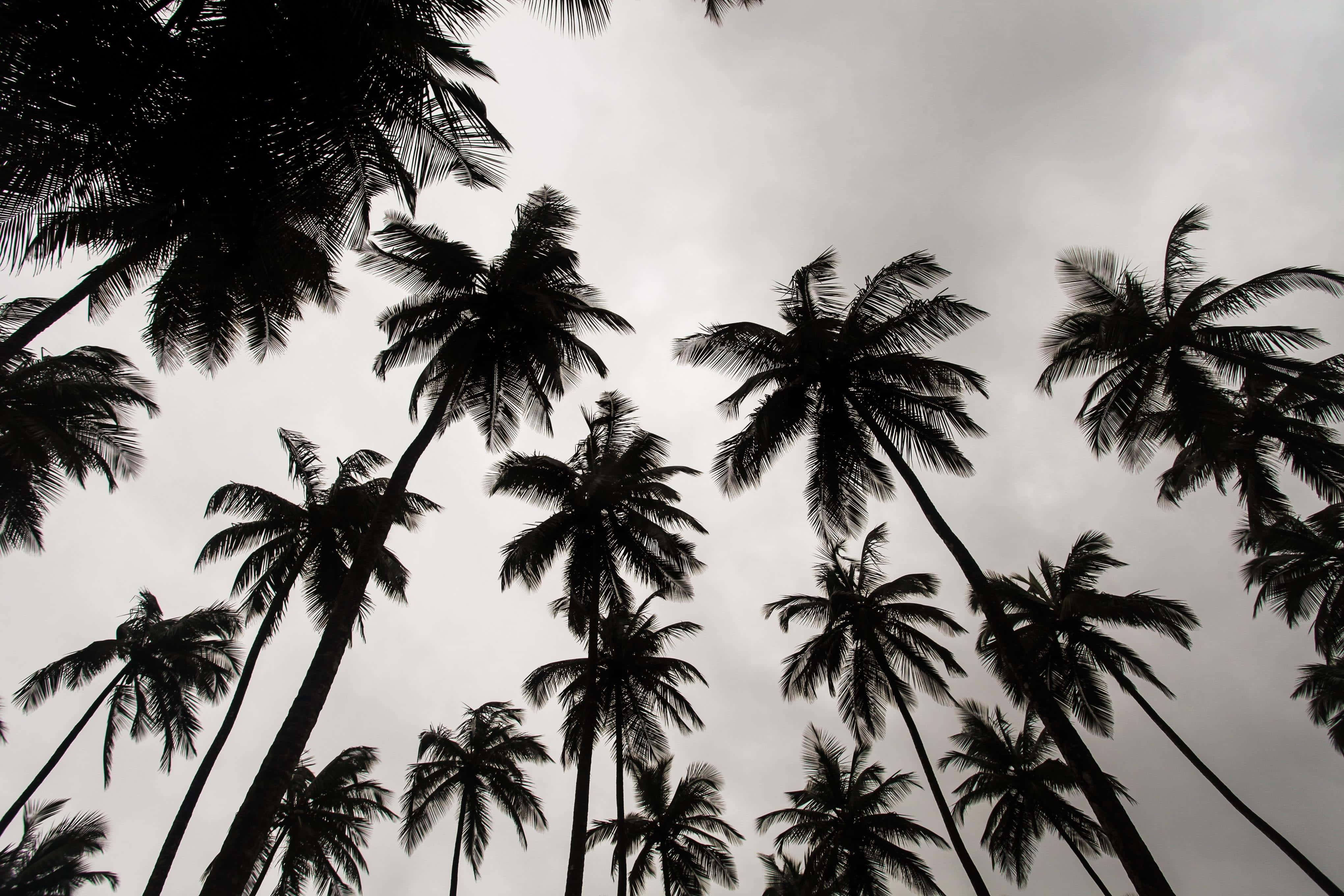 Black and White Tree, palm trees, moody overcast sky, 4K Desktop Wallpaper