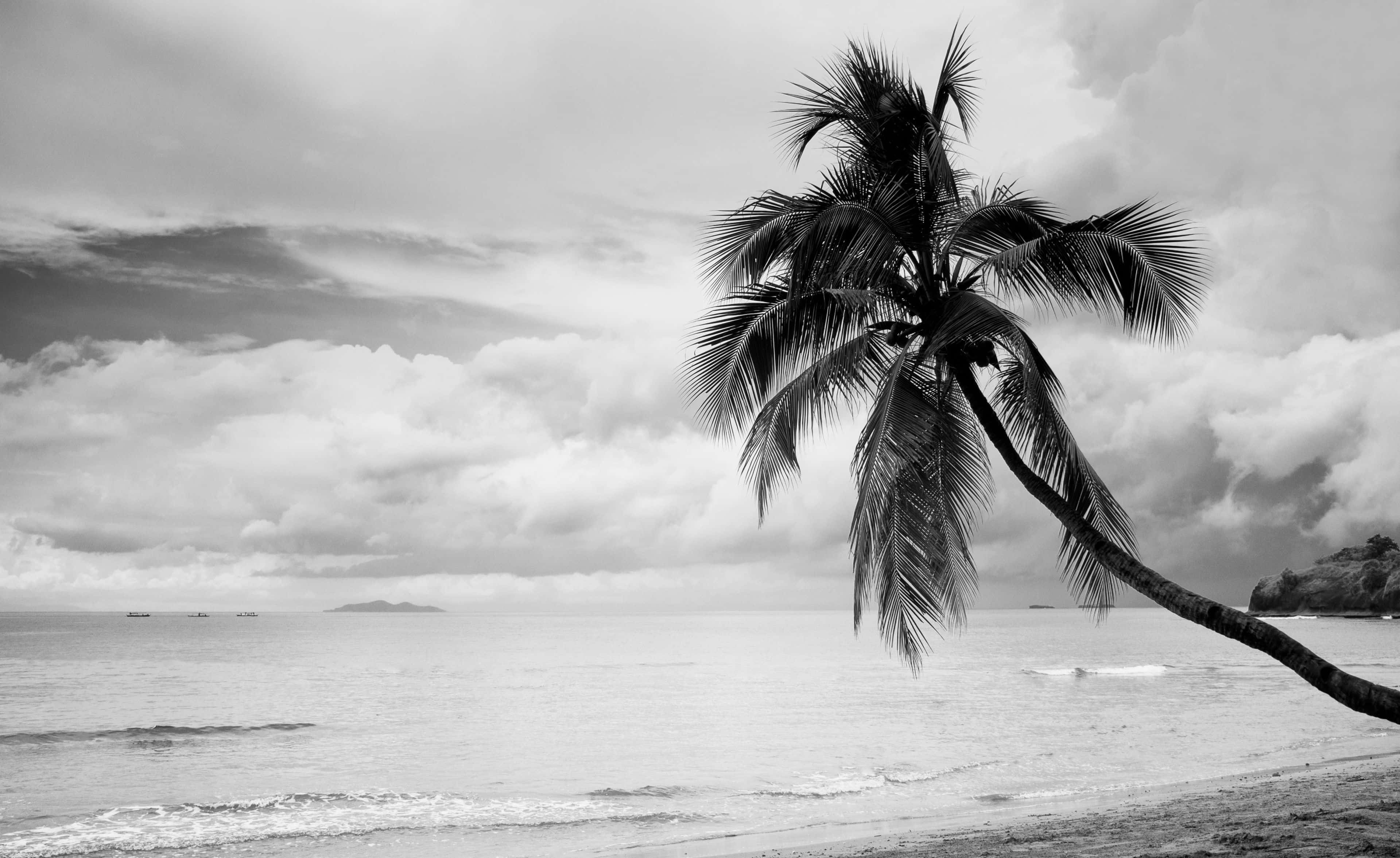 Black and White Tree, palm tree, tranquil beach, 2K Desktop Wallpaper