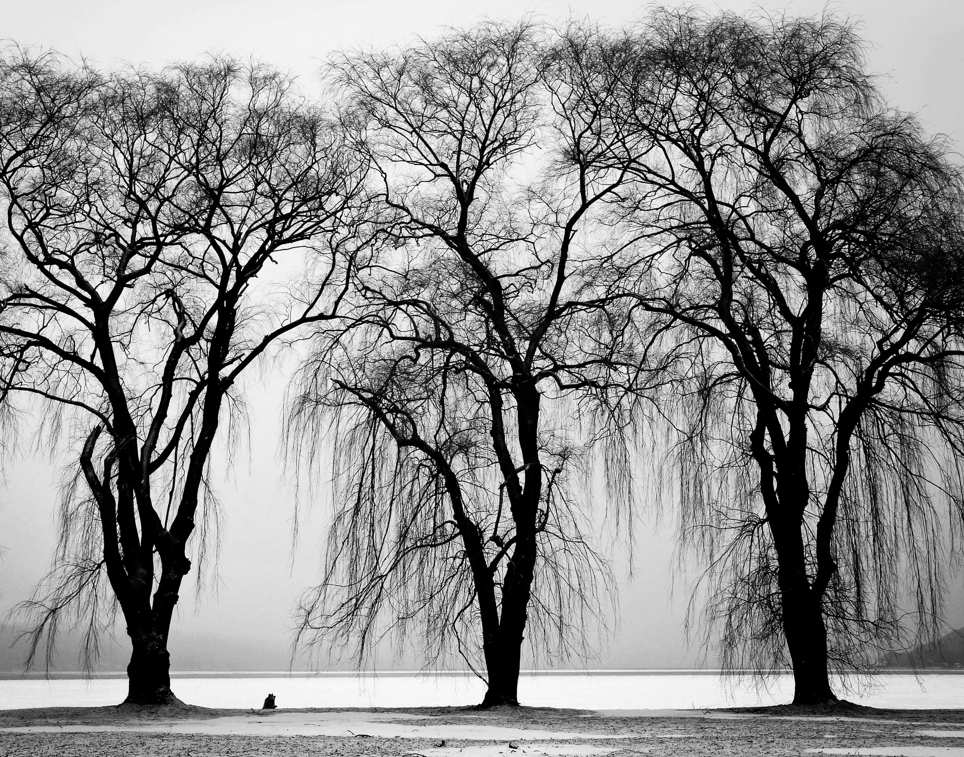 Black and White Tree, willow trees, intricate bare branches, 2K Desktop Wallpaper