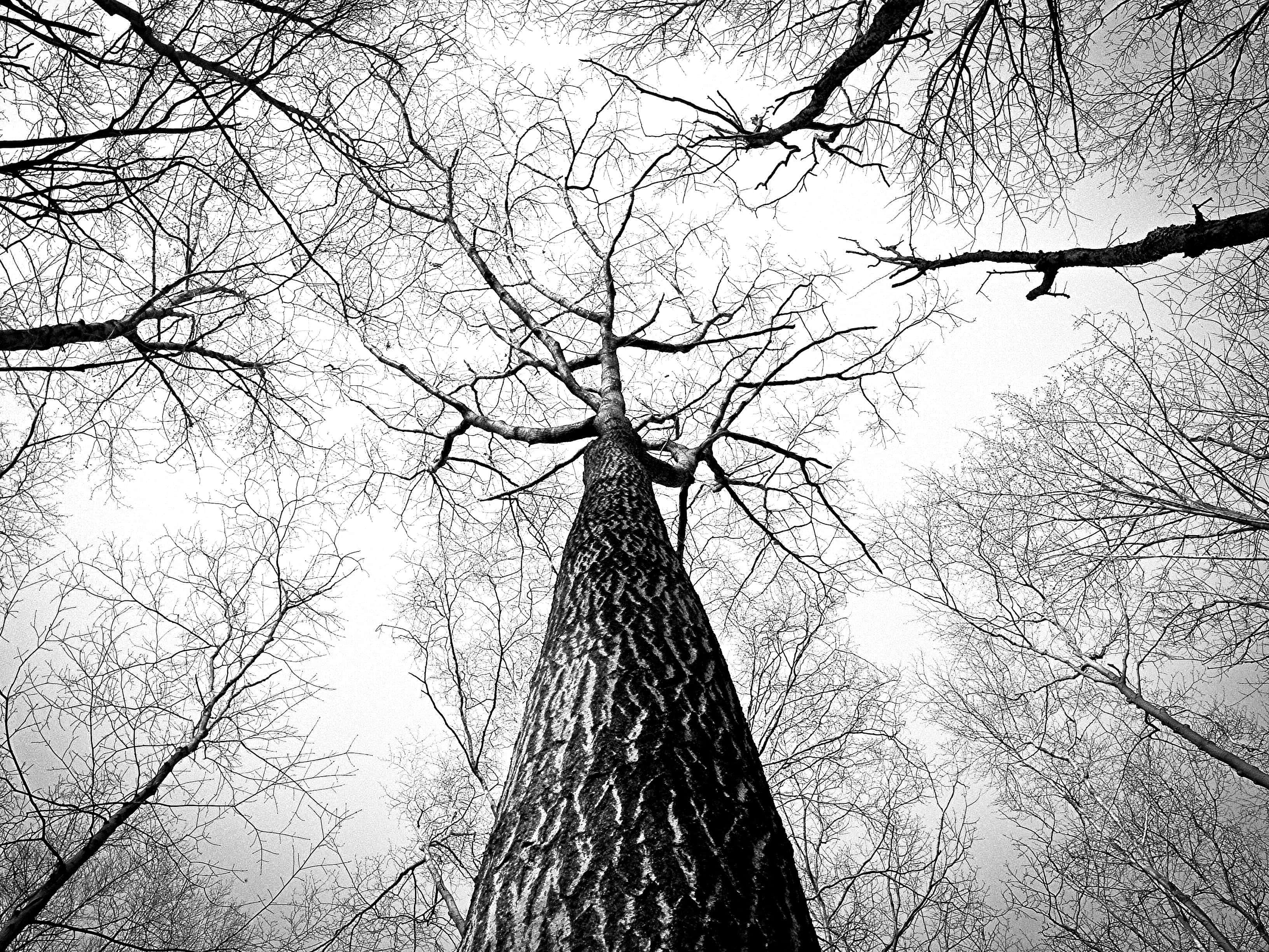 black and white tree, towering bare tree, intricate branches, 2K Desktop Wallpaper