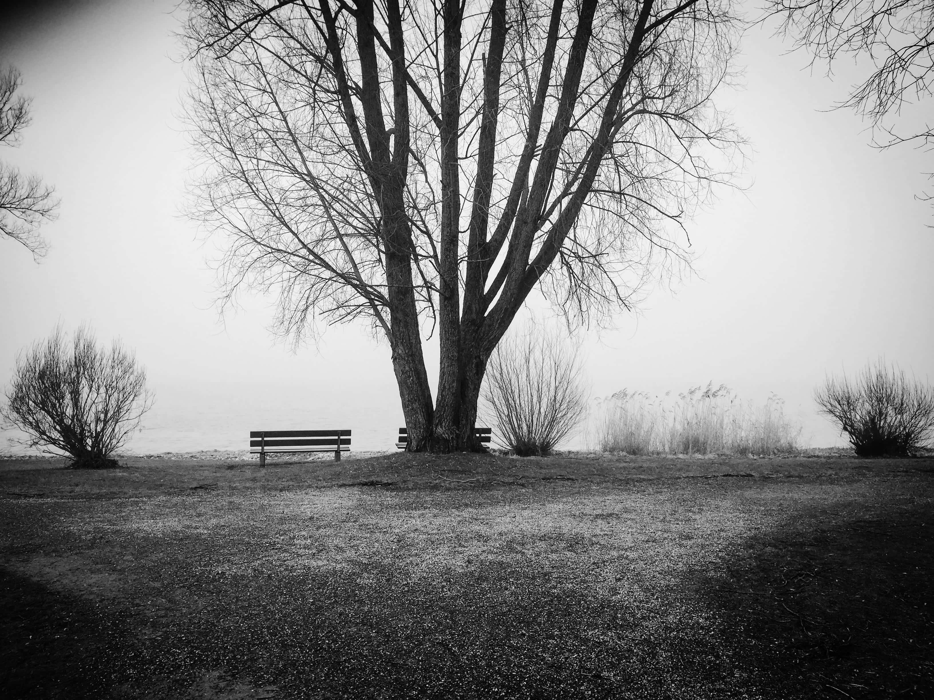 black and white tree, solitary bench, bare tree, 2K Desktop Wallpaper
