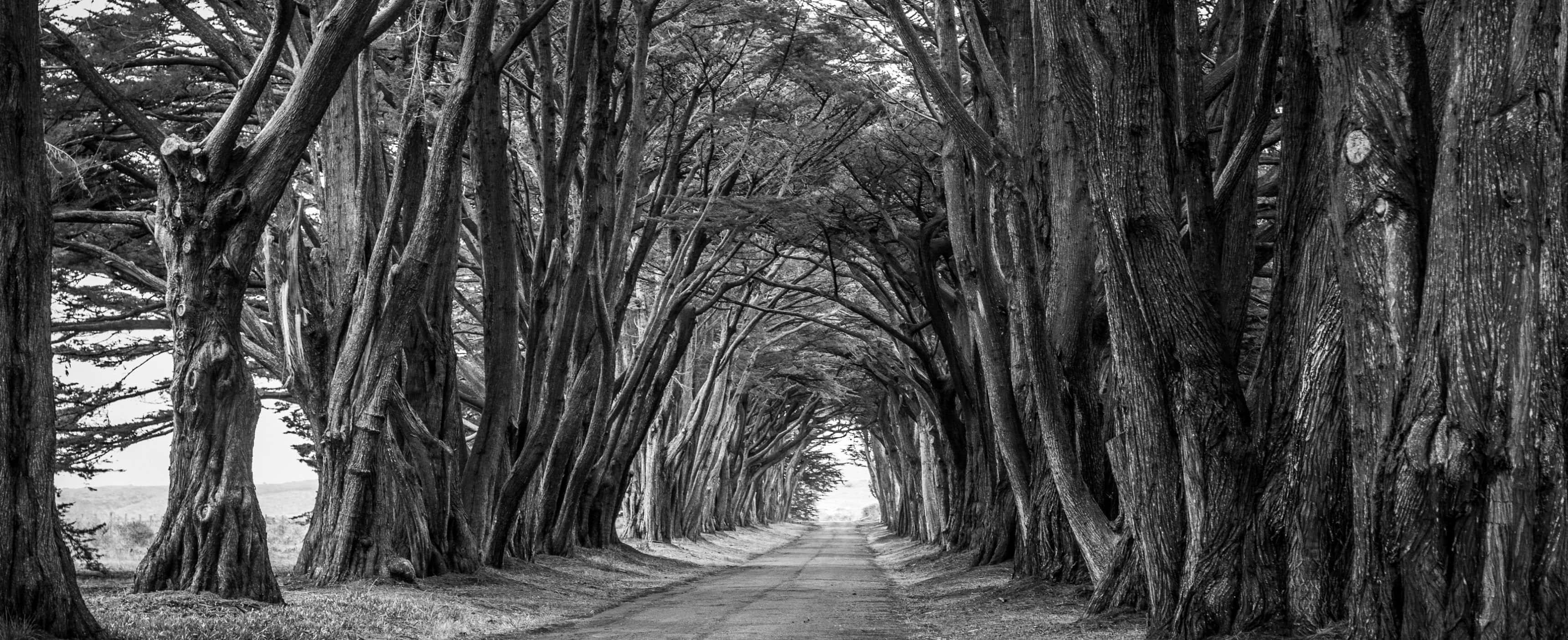 Black and White Tree, cypress trees, monochrome tunnel, 2K Desktop Wallpaper