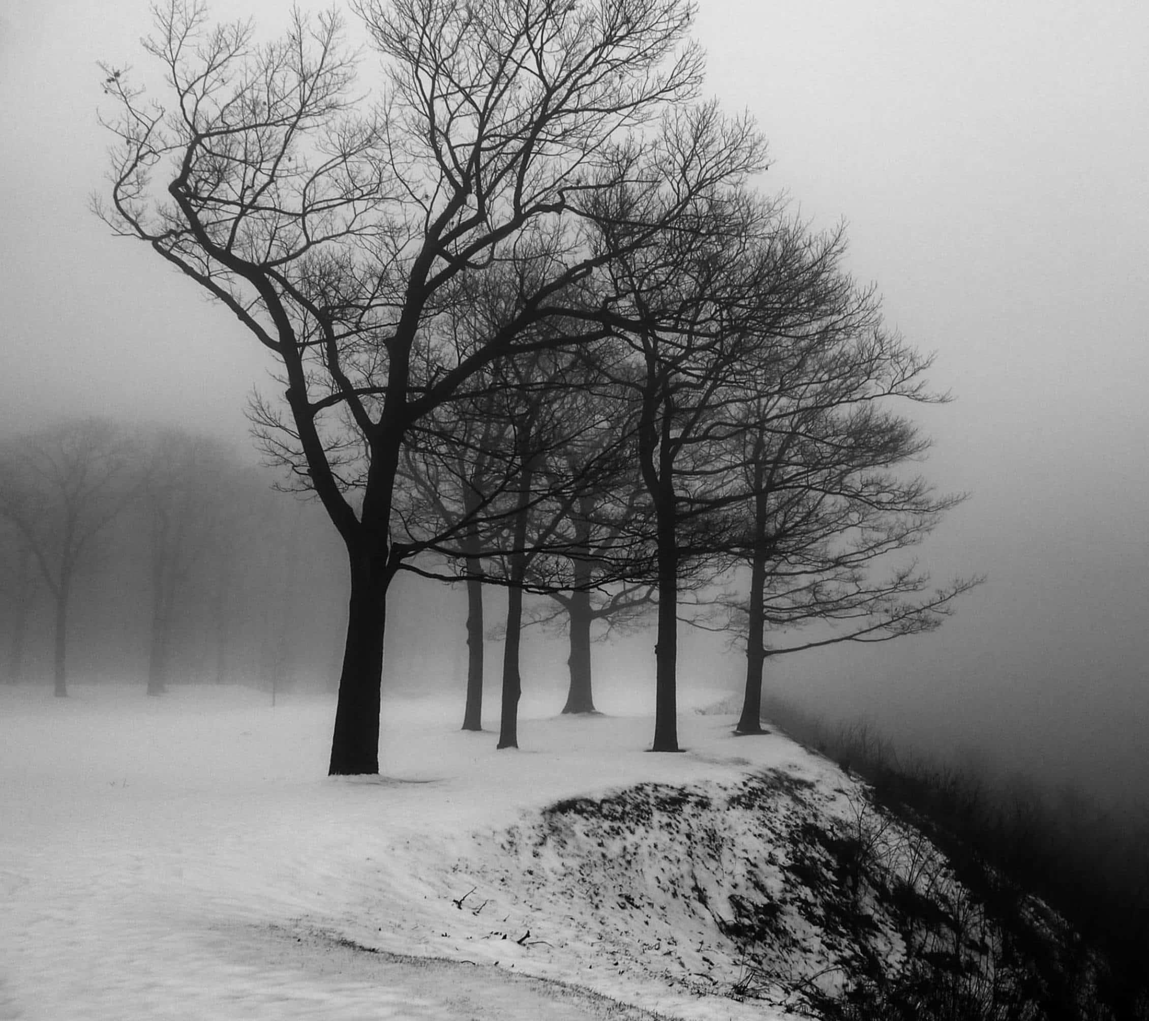Black and White Tree, leafless trees, snowy landscape, Full HD Desktop Wallpaper