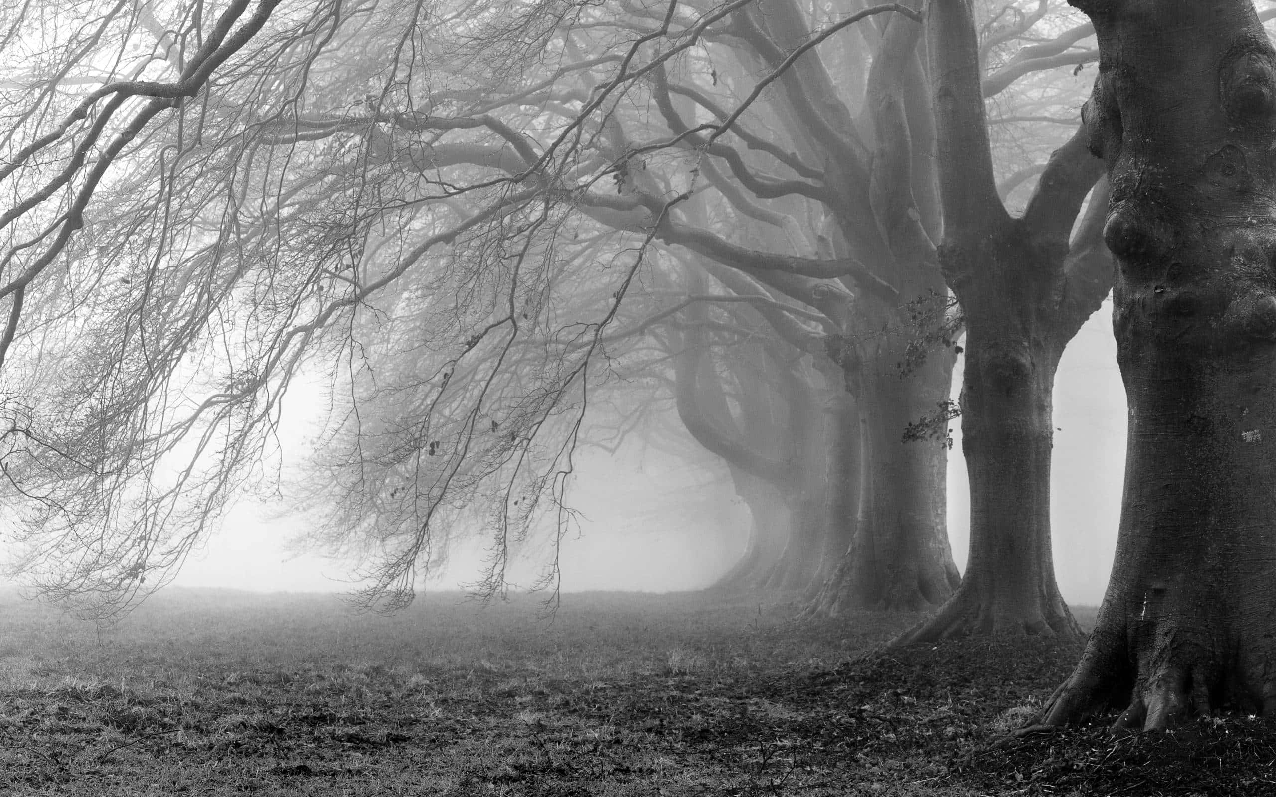 Black And White Tree, misty black and white forest, gnarled leafless trees, 2K Desktop Wallpaper