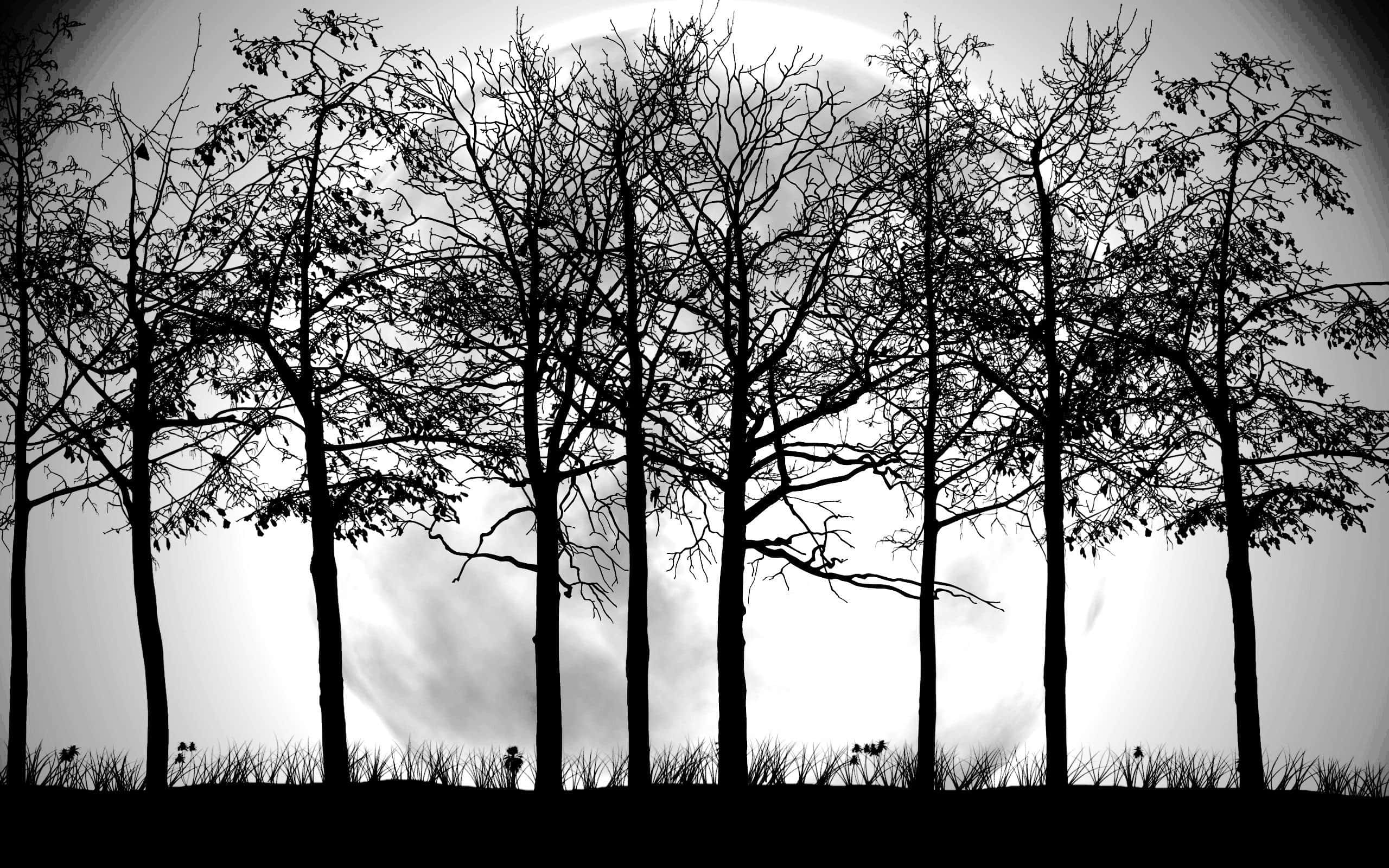 Black and White Tree, bare trees, glowing full moon, 2K Desktop Wallpaper