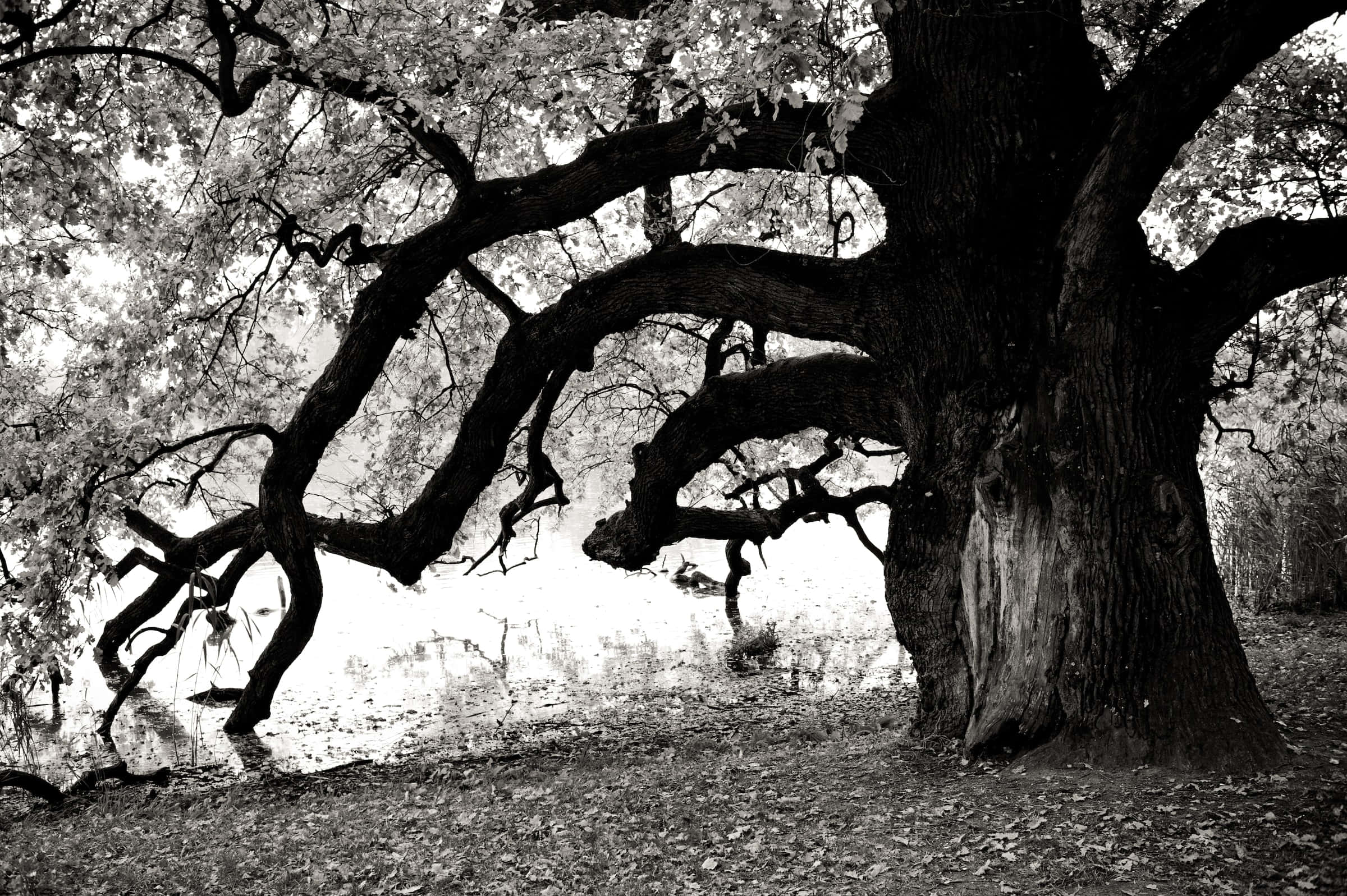 Black and White Tree, ancient tree, gnarled branches, Full HD Desktop Wallpaper