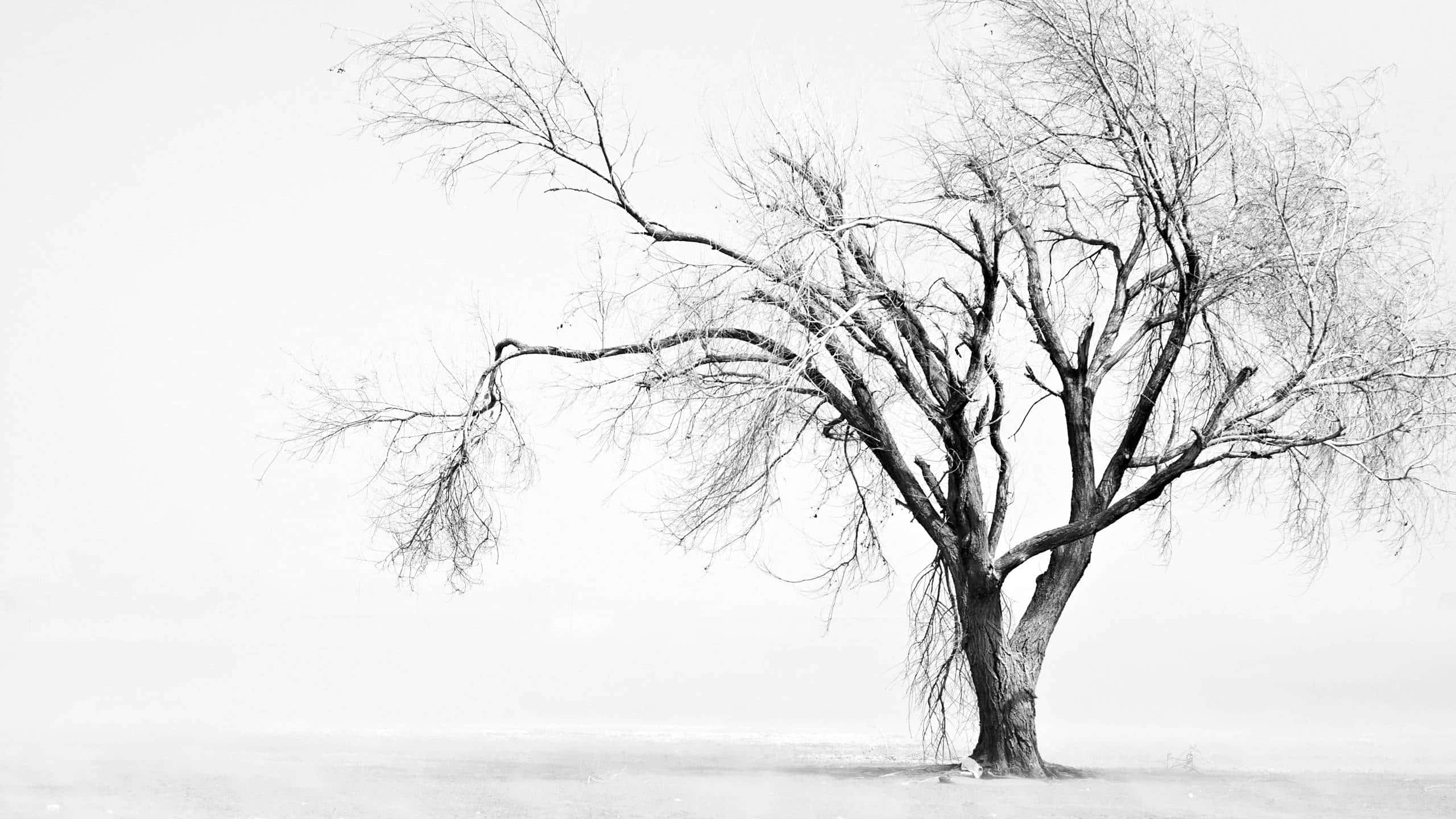 black and white tree, snowy field, pale winter sky, 2K Desktop Wallpaper