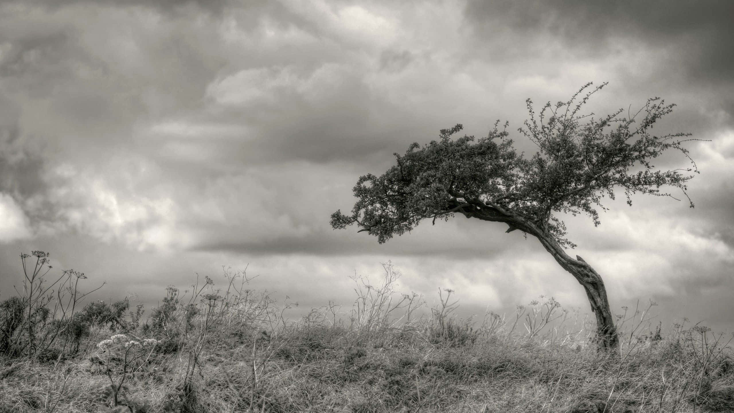 Black And White Tree, monochrome field, moody overcast sky, 2K Desktop Wallpaper
