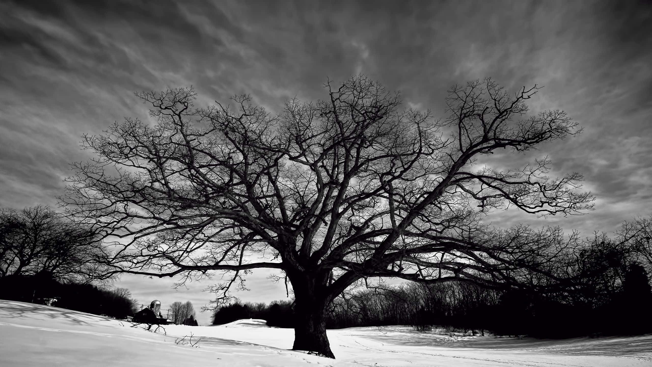 Black And White Tree, winter scene, leafless tree, 2K Desktop Wallpaper