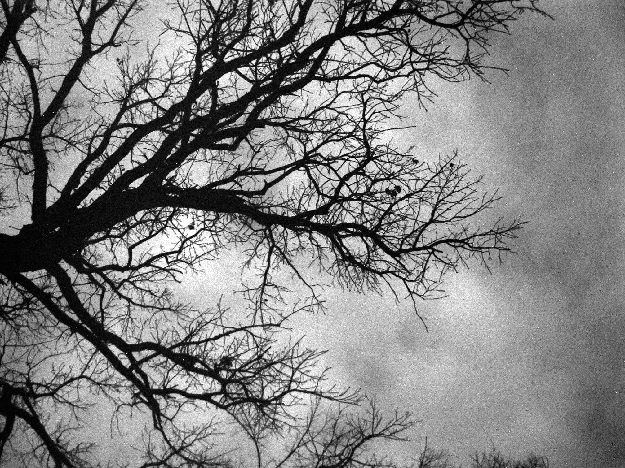 Black and White Tree, bare tree branches, moody overcast sky, Full HD Desktop Wallpaper