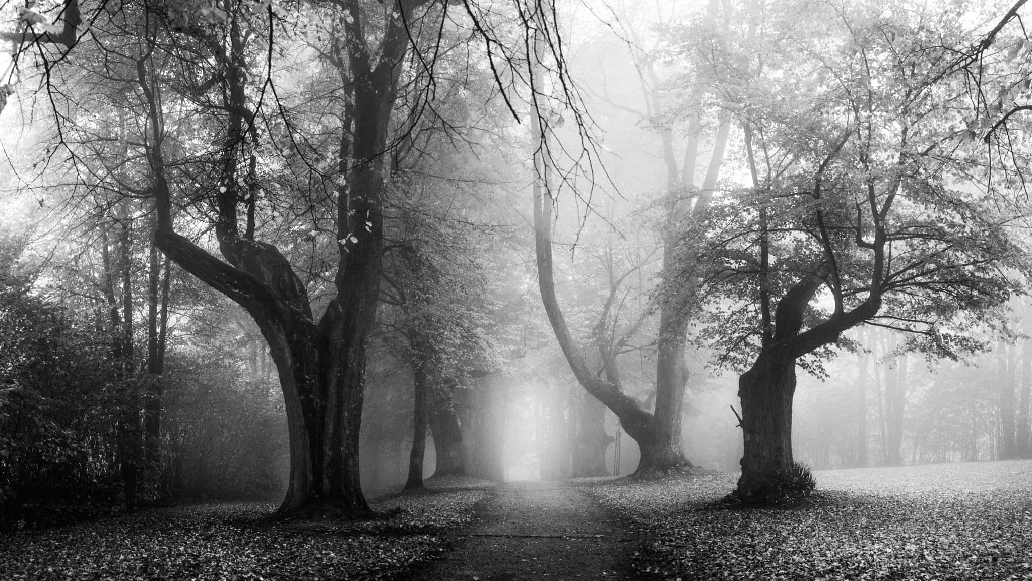 Black And White Tree, misty black and white forest path, gnarled trees, Full HD Desktop Wallpaper