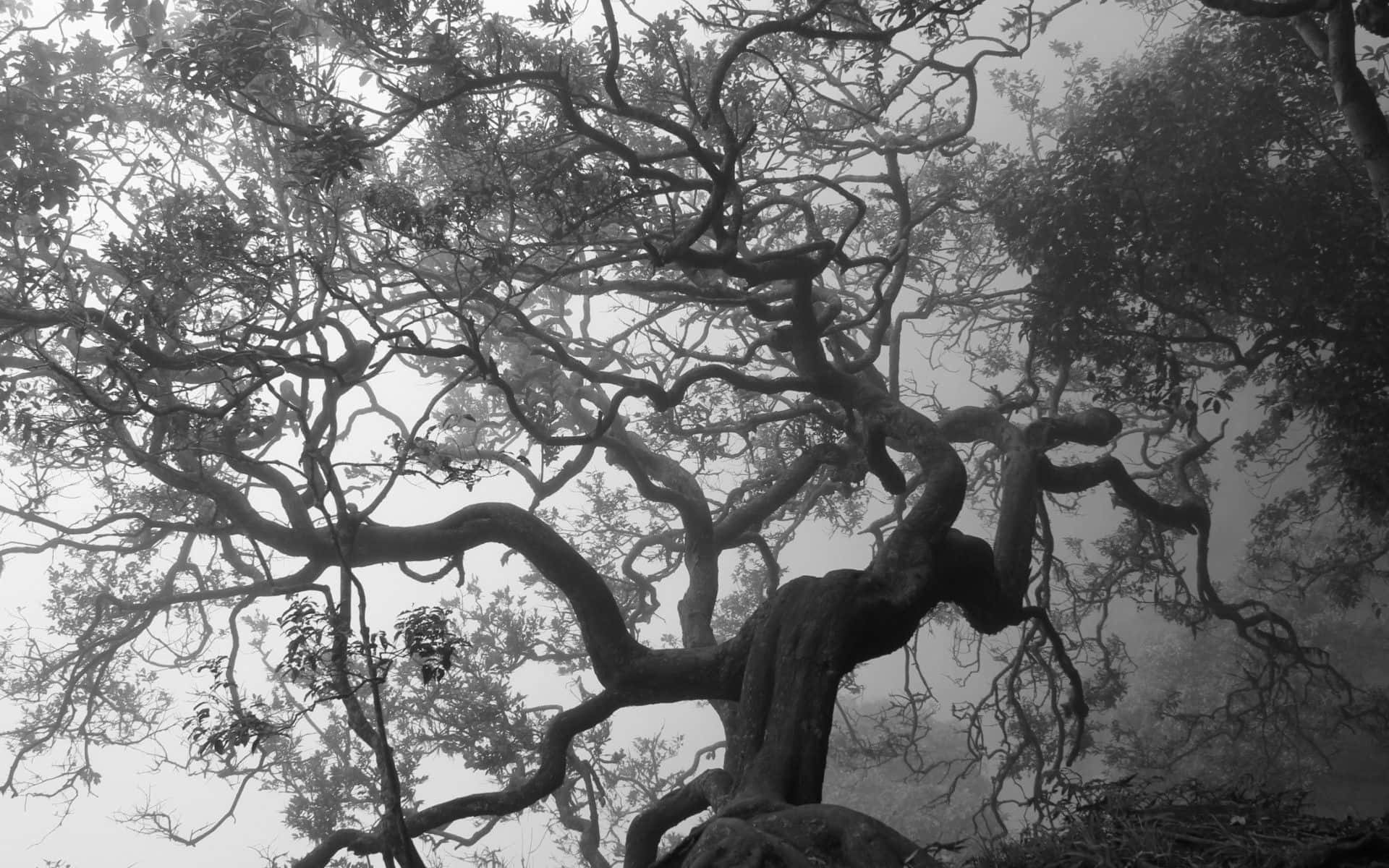 Black And White Tree, gnarled ancient tree, twisting branches, Full HD Desktop Wallpaper
