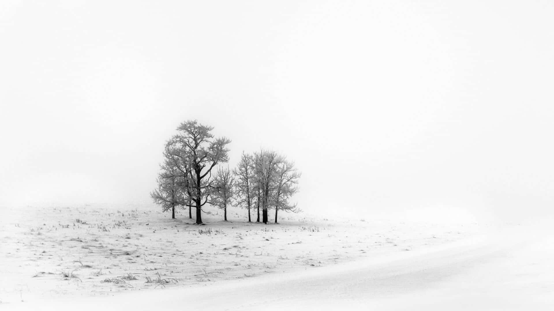 Black And White Tree, snowy field, hazy white sky, Full HD Desktop Wallpaper