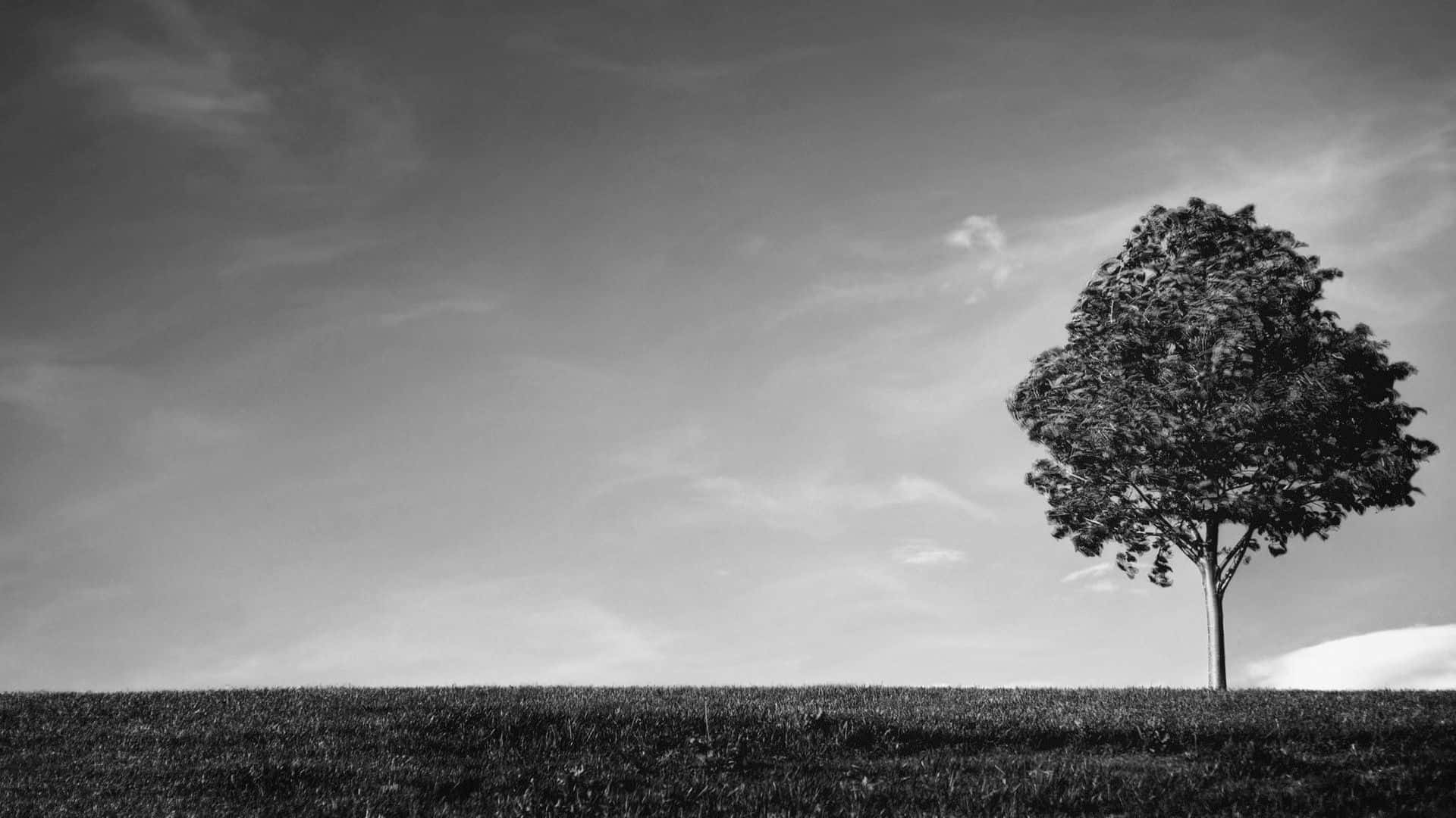 Black And White Tree, monochrome, solitary tree, Full HD Desktop Wallpaper