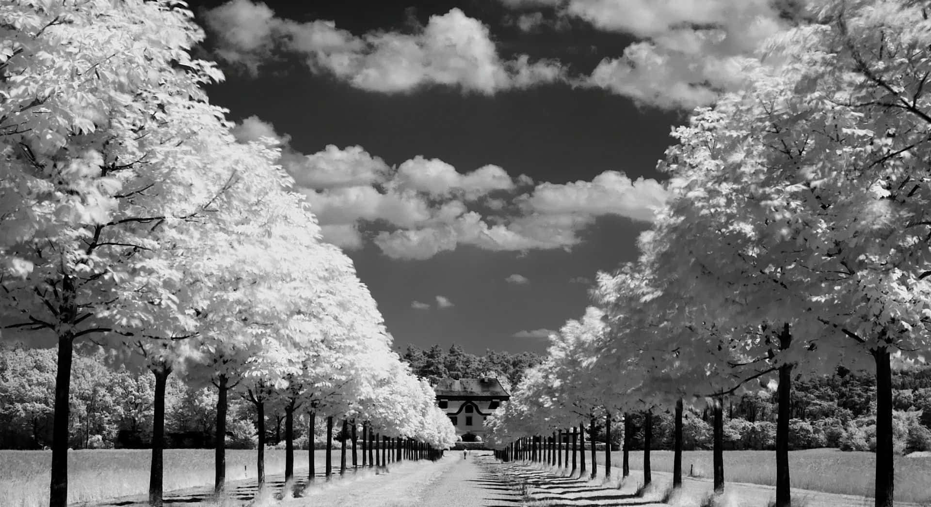 Black and White Tree, infrared view, symmetrical tree-lined path, Full HD Desktop Wallpaper