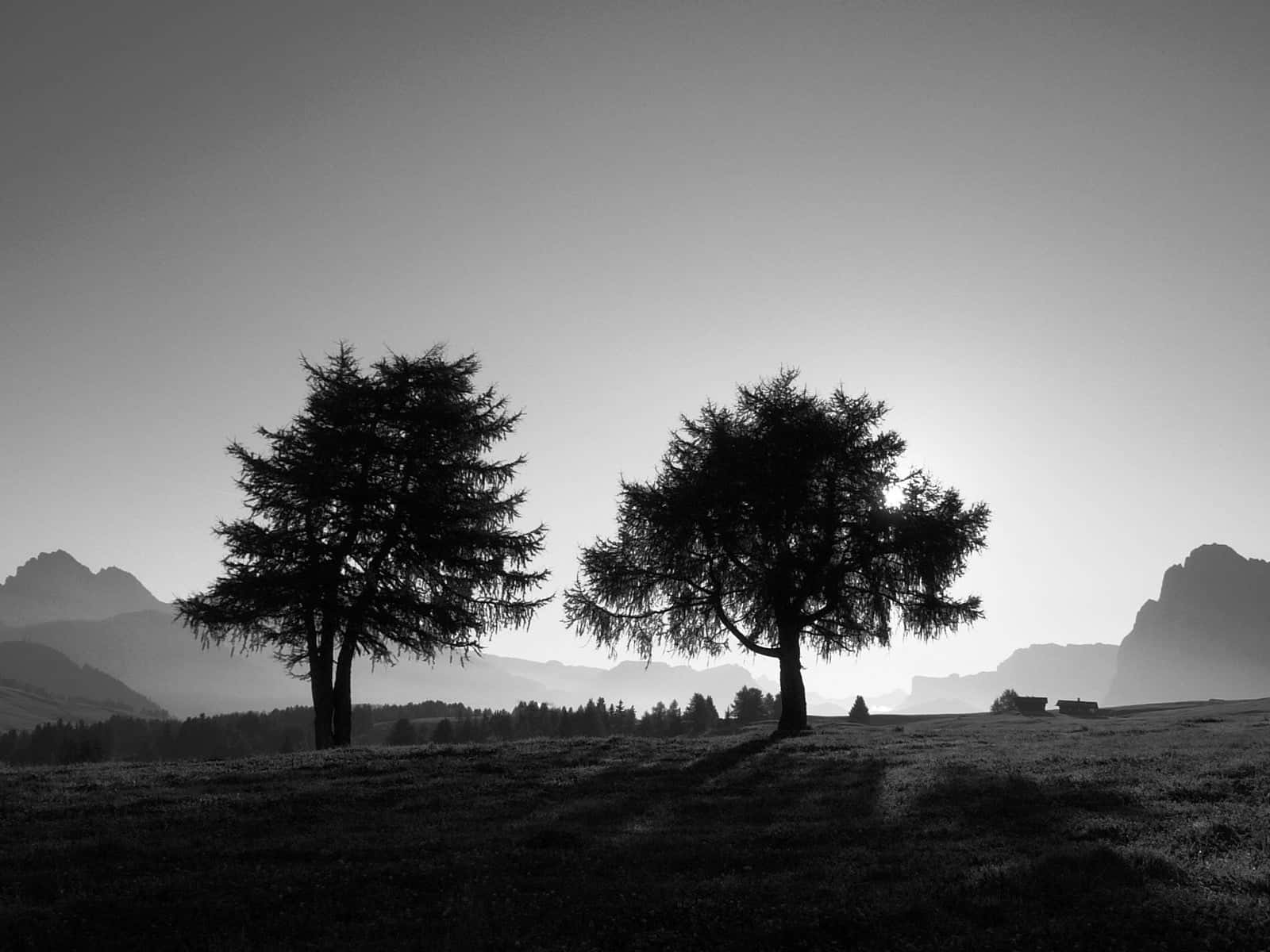 black and white tree, monochrome, silhouette, HD Desktop Wallpaper