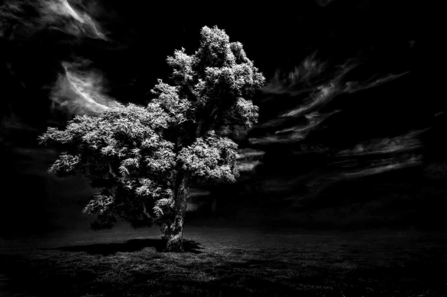 black and white tree, lone tree, swirling dark sky, HD Desktop Wallpaper