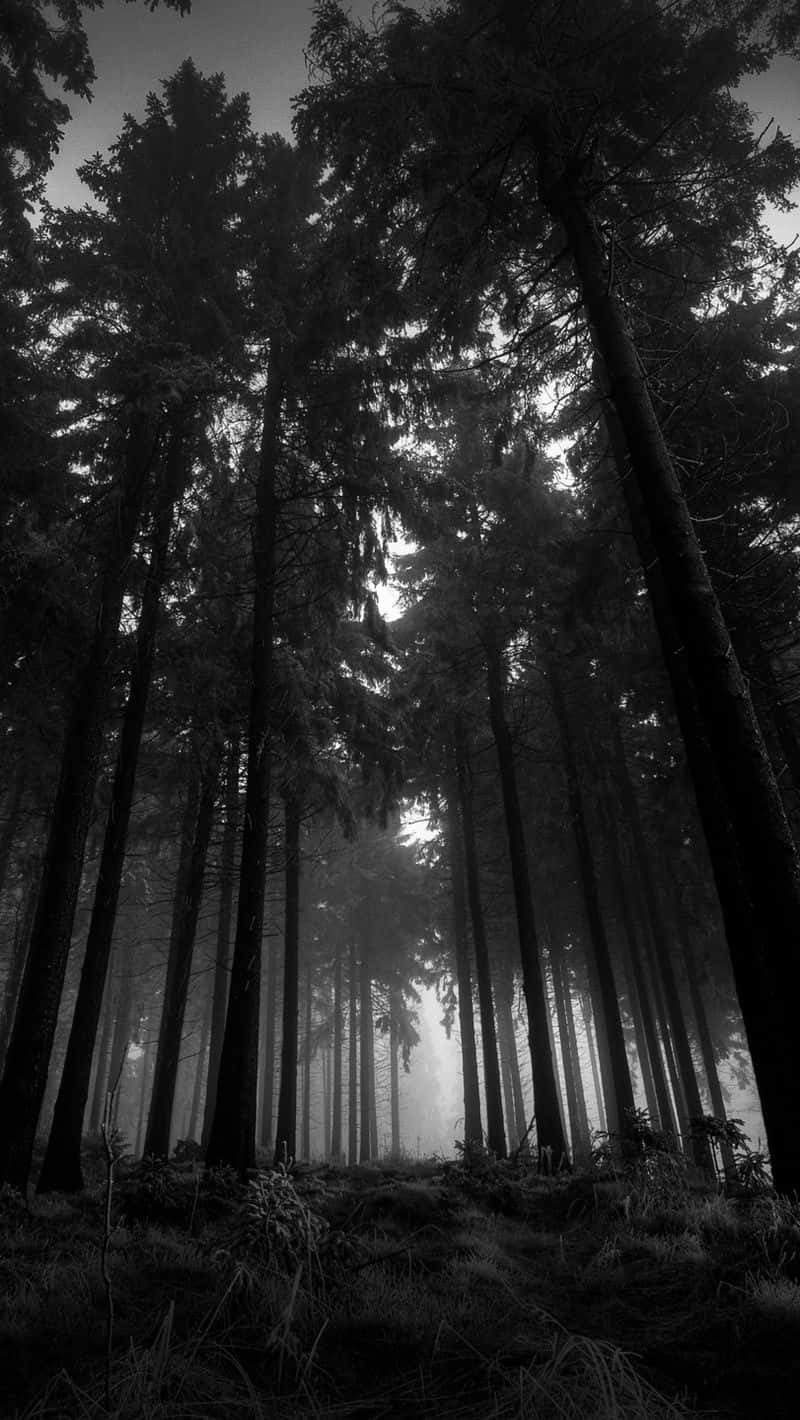 Black And White Tree, pine trees, misty forest floor, HD Phone Wallpaper