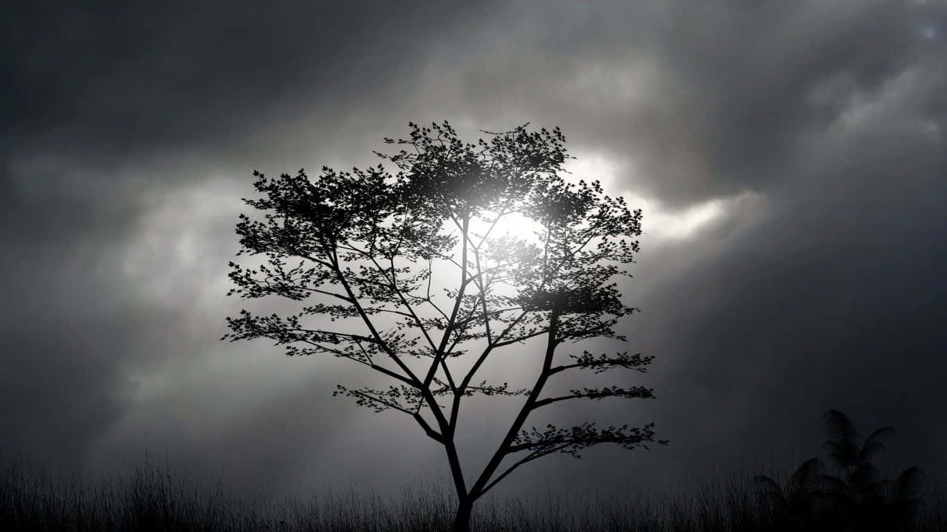 Black and White Tree, stormy sky, sunlight breaking through dark clouds, HD Desktop Wallpaper
