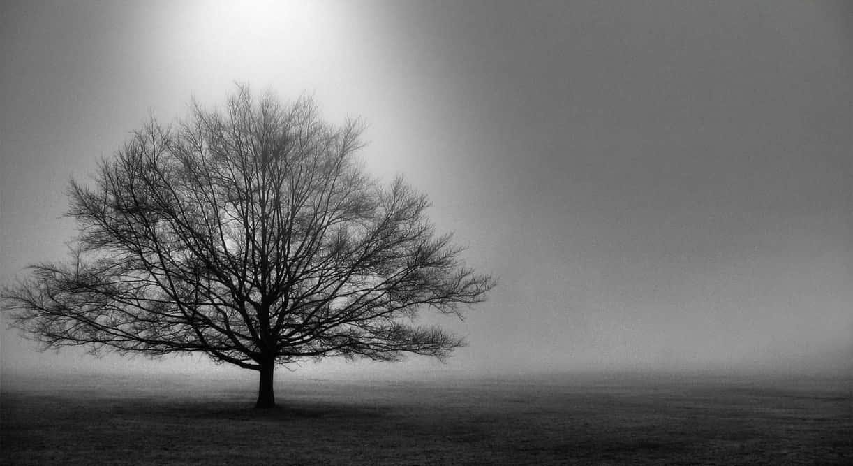 Black and White Tree, bare tree, silhouetted, SD Desktop Wallpaper