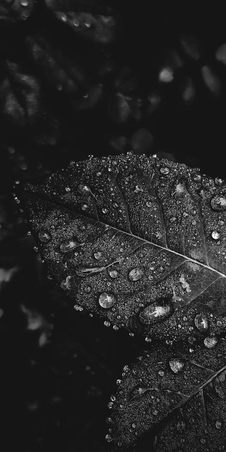 Black Android, leaf, dewdrops, HD Phone Wallpaper