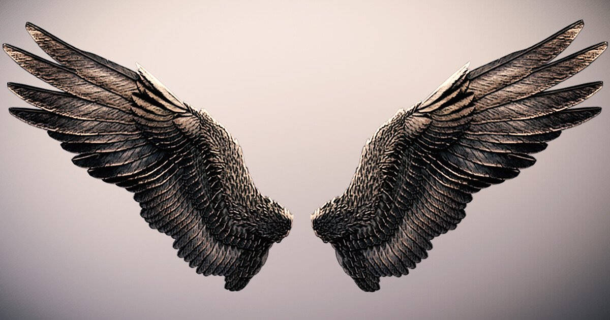 black angel wings, black feathered wings, soft gray background, SD Desktop Wallpaper