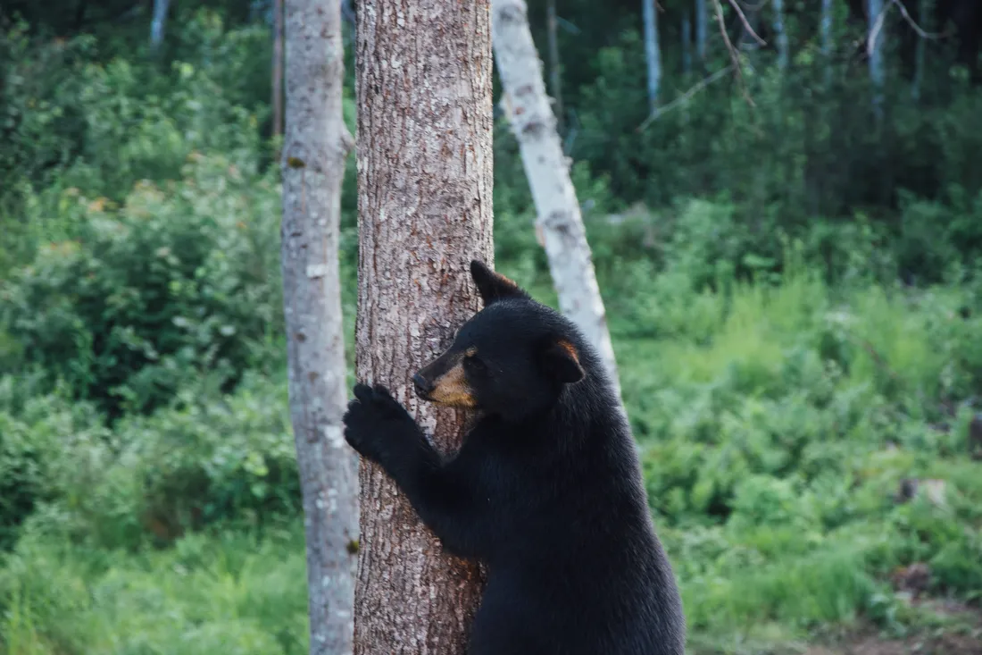 Black Bear Wallpapers