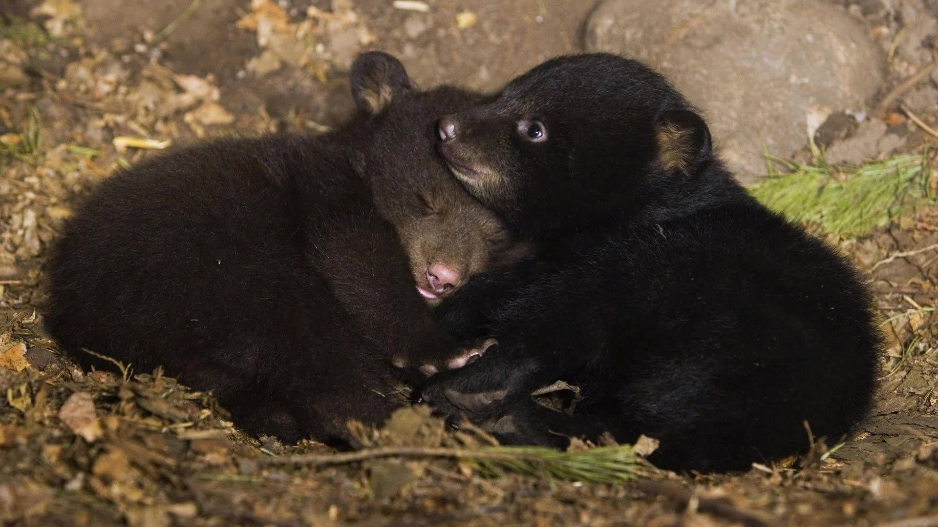 Black Bear, Black Bear Cuddling, forest floor, Full HD Desktop Wallpaper